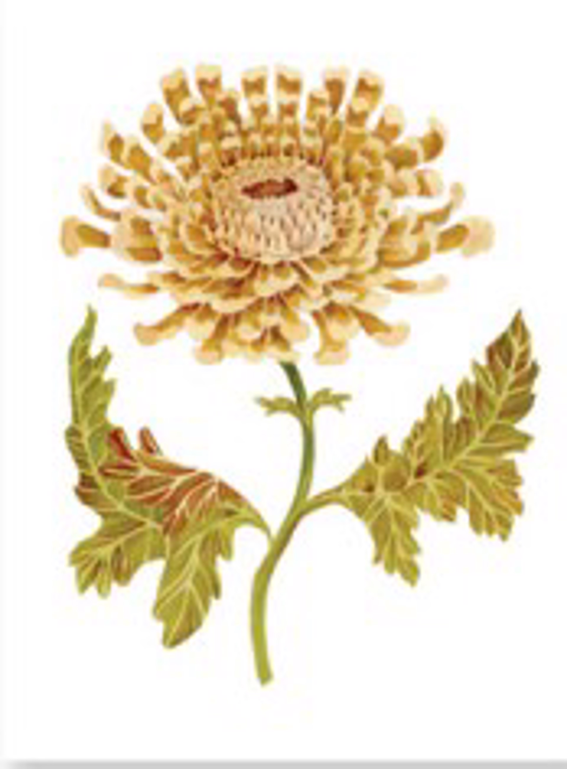 Sarah Rose Lyons- Fine Art Print- Chrysanthemum Ochre by GVL CMKT