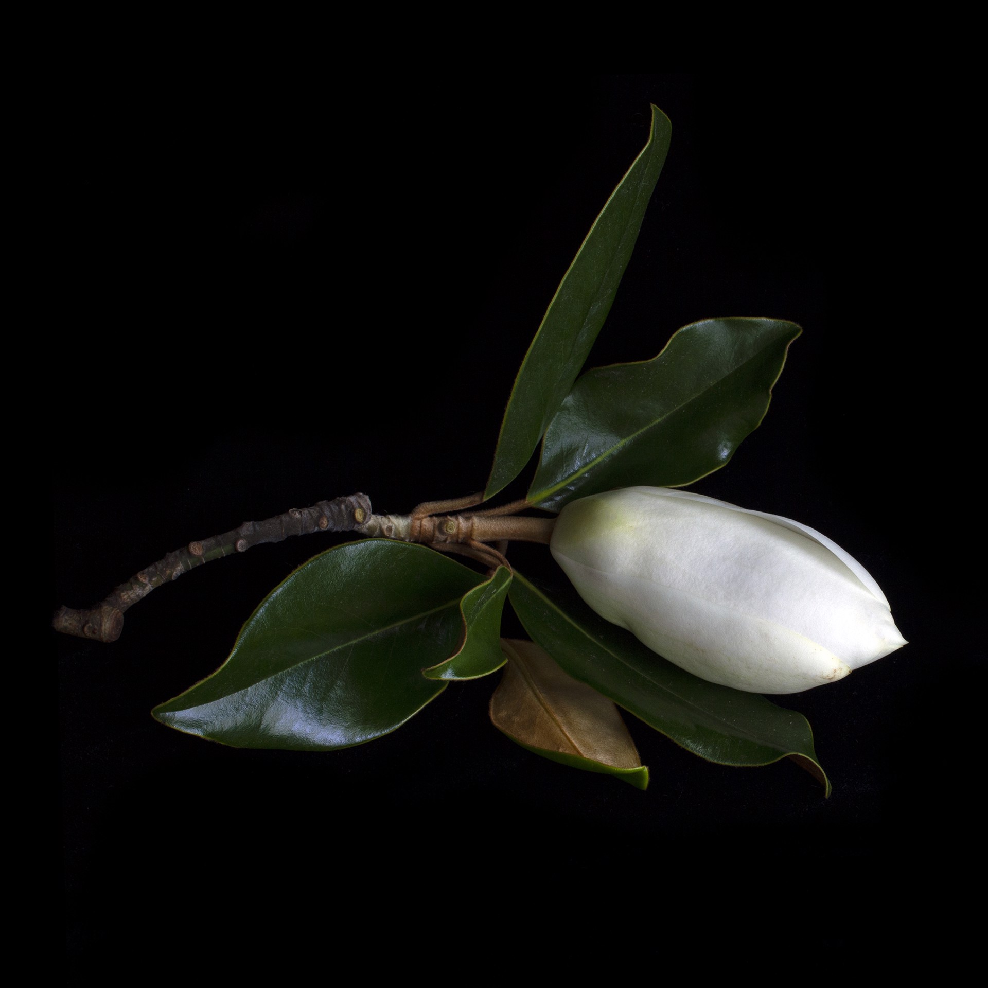 Magnolia, 1432 by Molly Wood