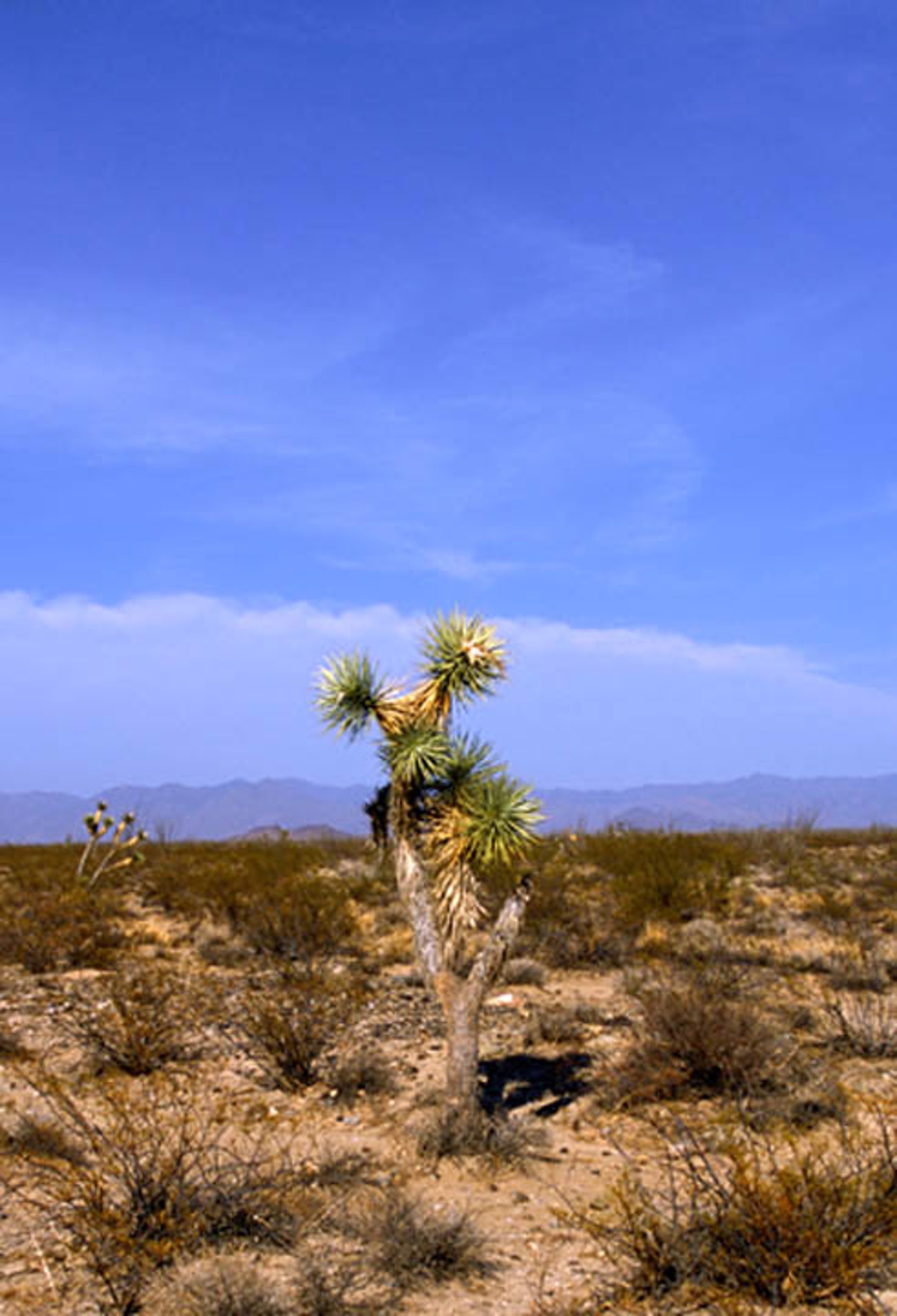 Desert Sentinel by Rob Pitzer