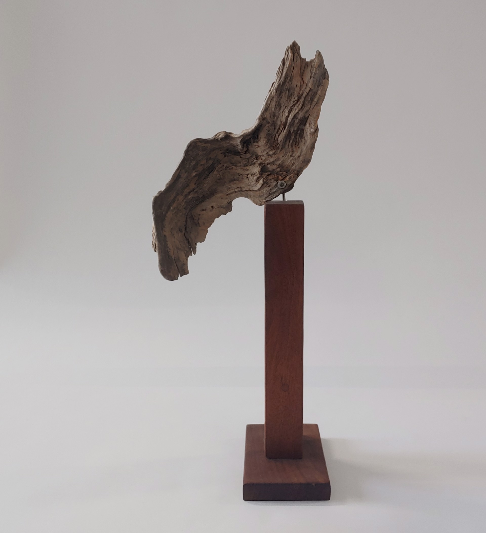 Driftwood Wing - Wood Sculpture by David Amdur