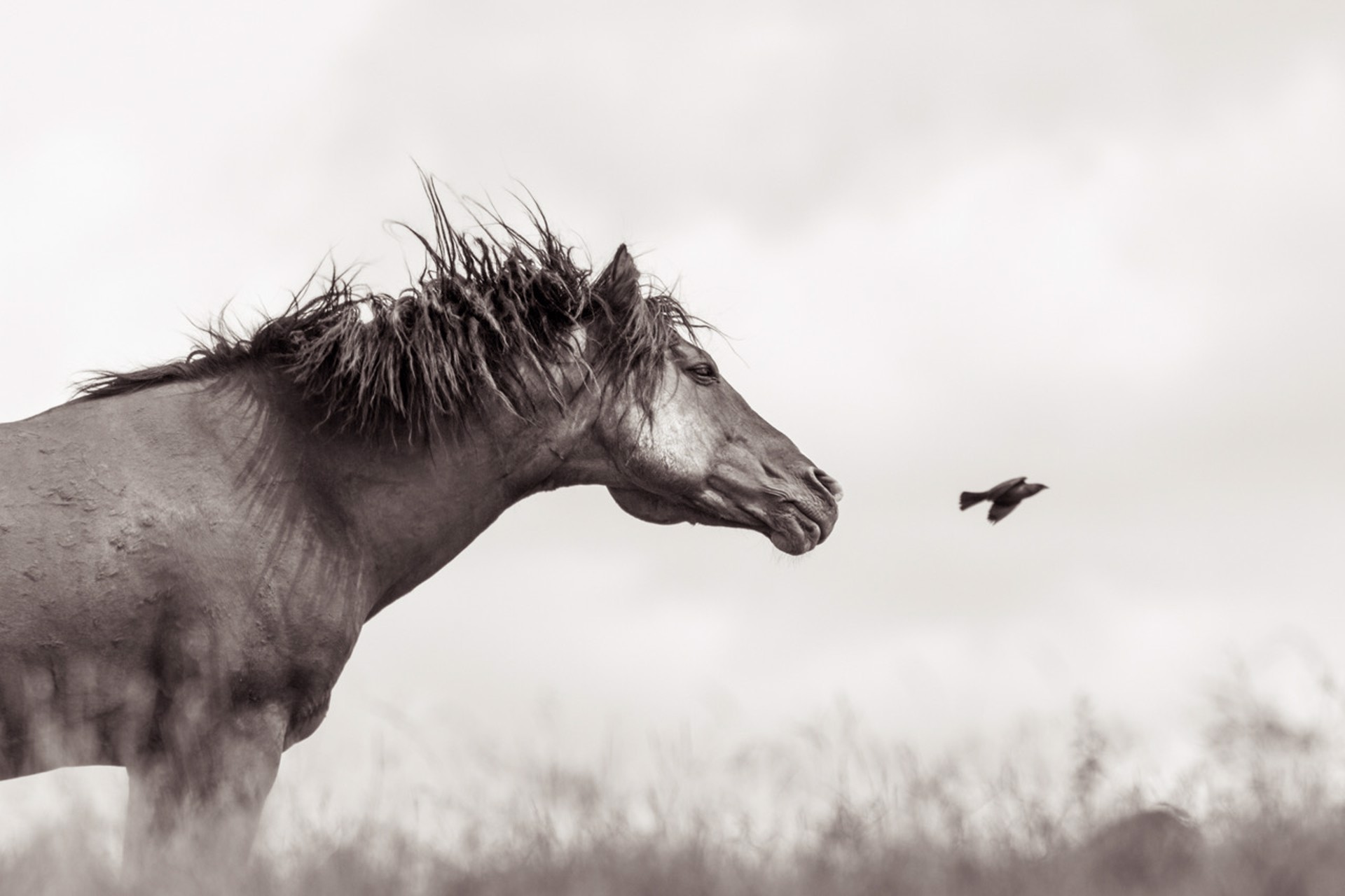 A Black And White Photograph Of A Horse Looking At A Bird At Gallery Wild