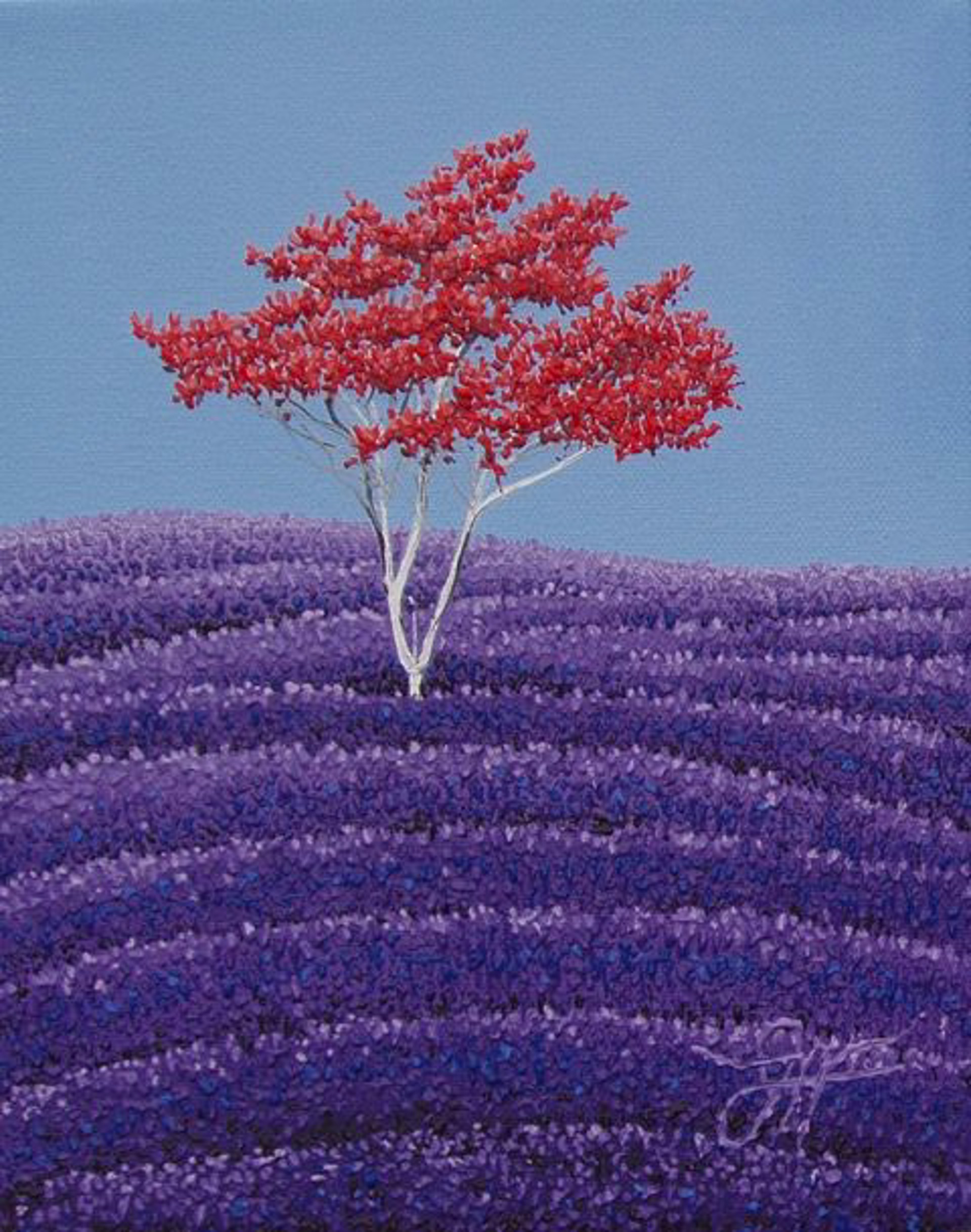 Red Burst Over Lavender by Jay Maggio