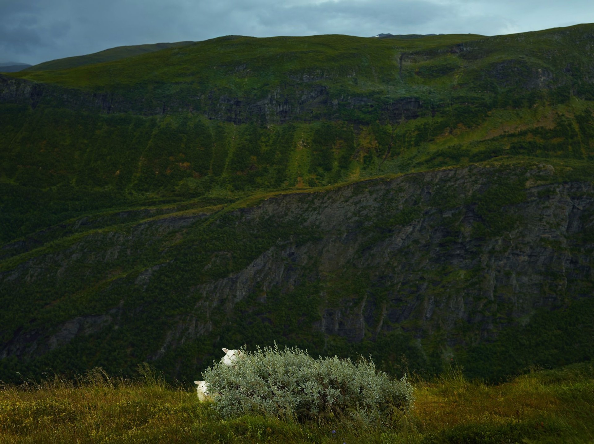 Bashful, Sygnefjell, Norway, 1/10 by R. J. Kern