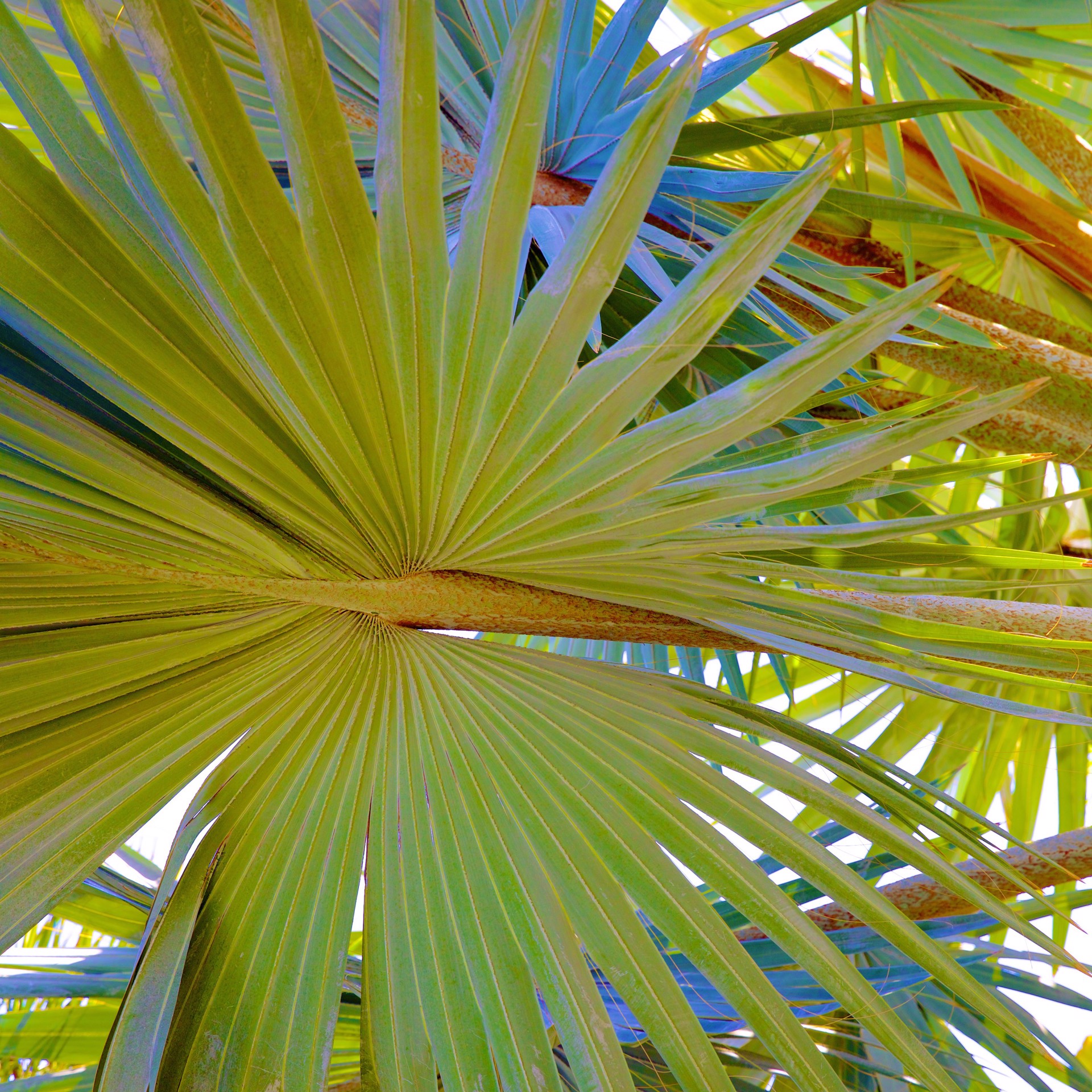 Palm Fronds II (Custom Sizes and Framing Also Available) by Lynn Savarese