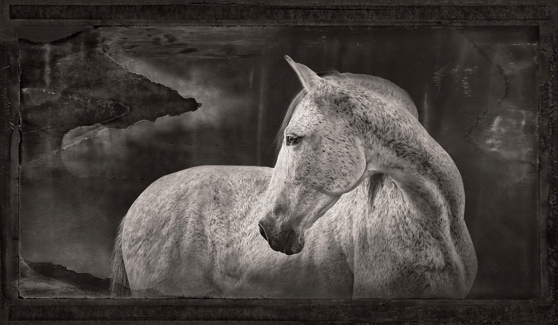 Artifact VII, Grey Horse by Brad Wilson
