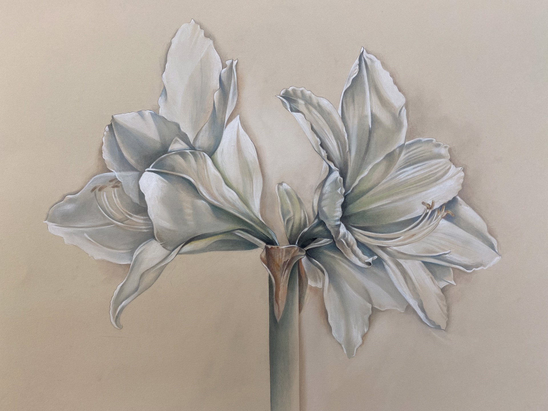 White Amaryllis by Susan Manchester