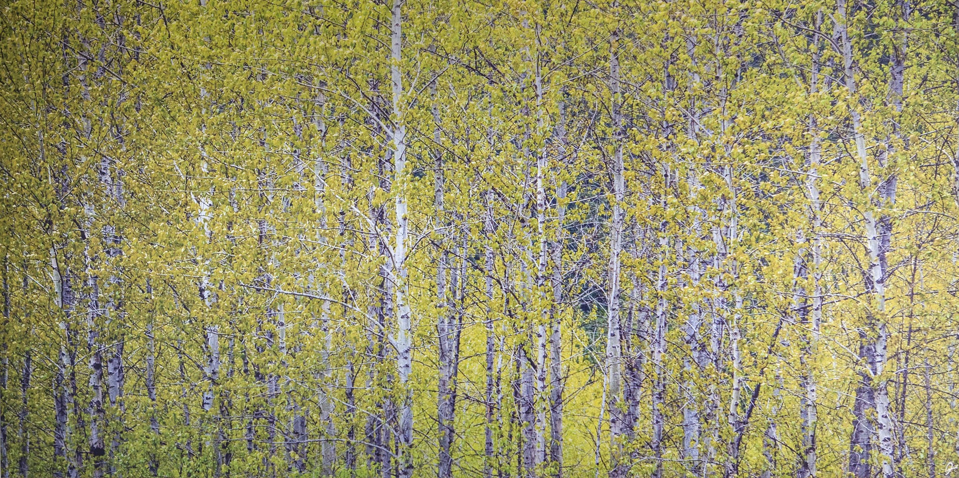 Birch Trees by Desirée Patterson