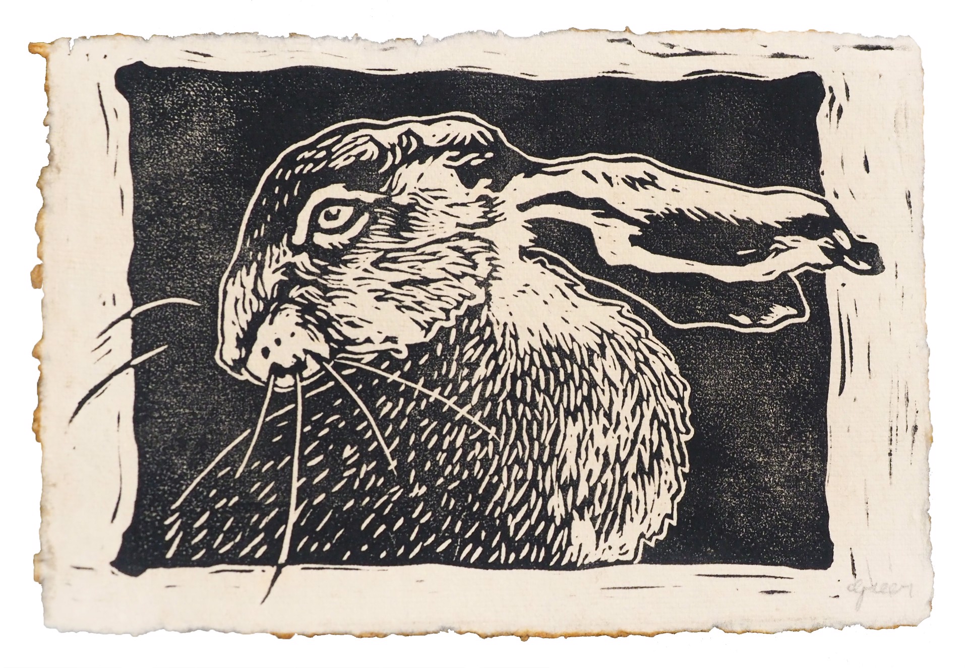 Hare by Greer Wilkins