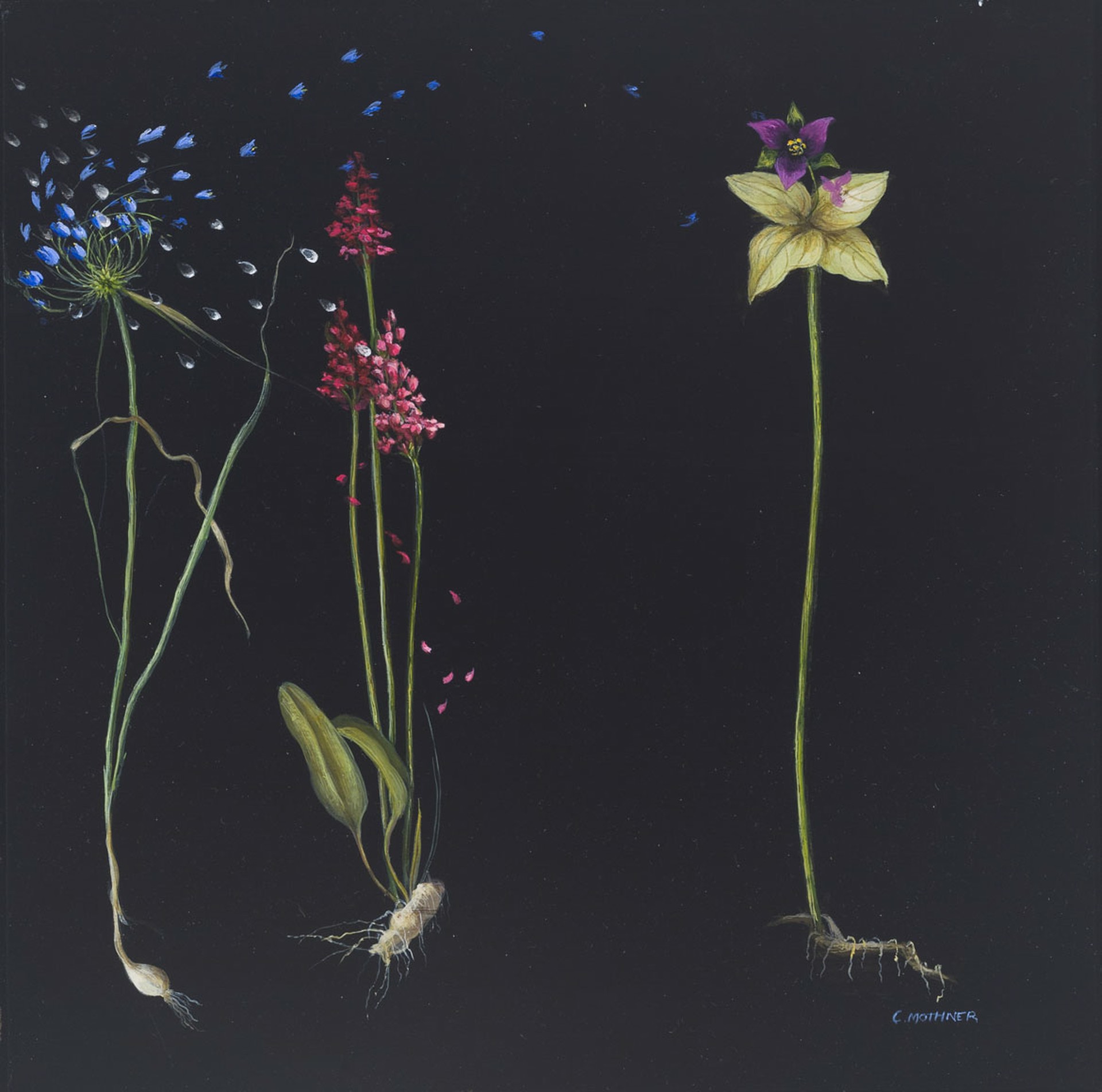 Flowers by Carol Mothner