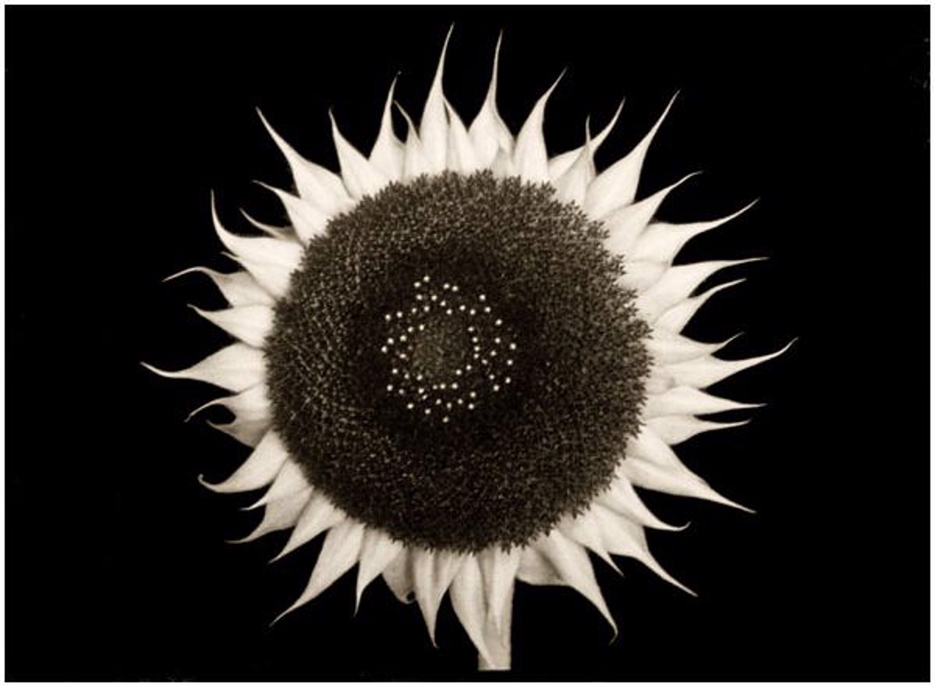 Sunflower #51 5/9 by Frank Hunter