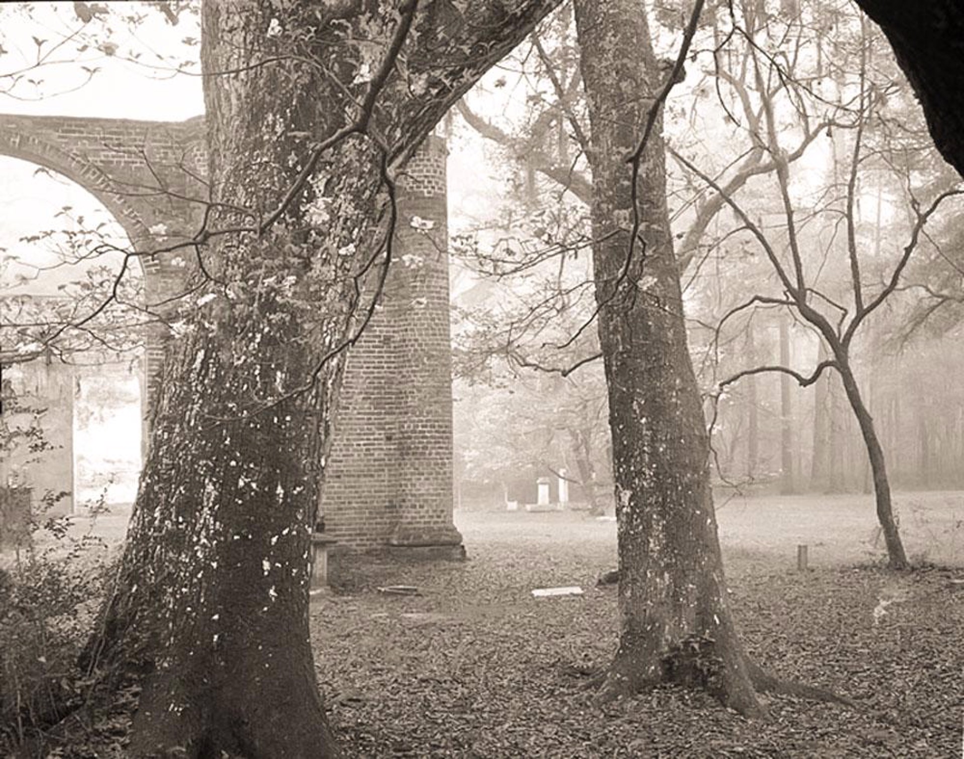 (#207)Trees in Fog Behind Sheldon Church Ruins 3/21 by Frank Hunter