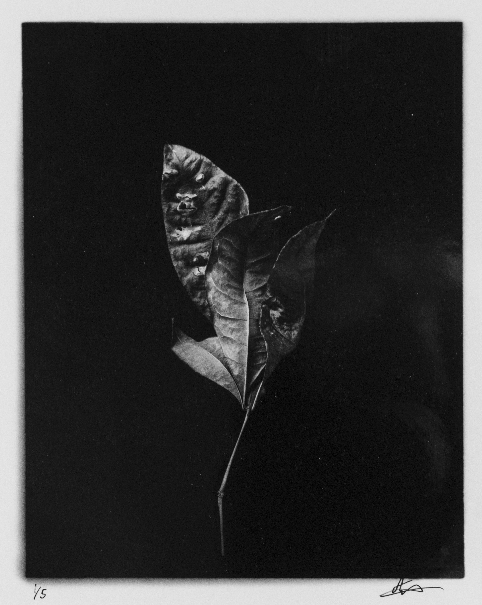 Leaf #7.1 by Eli Warren