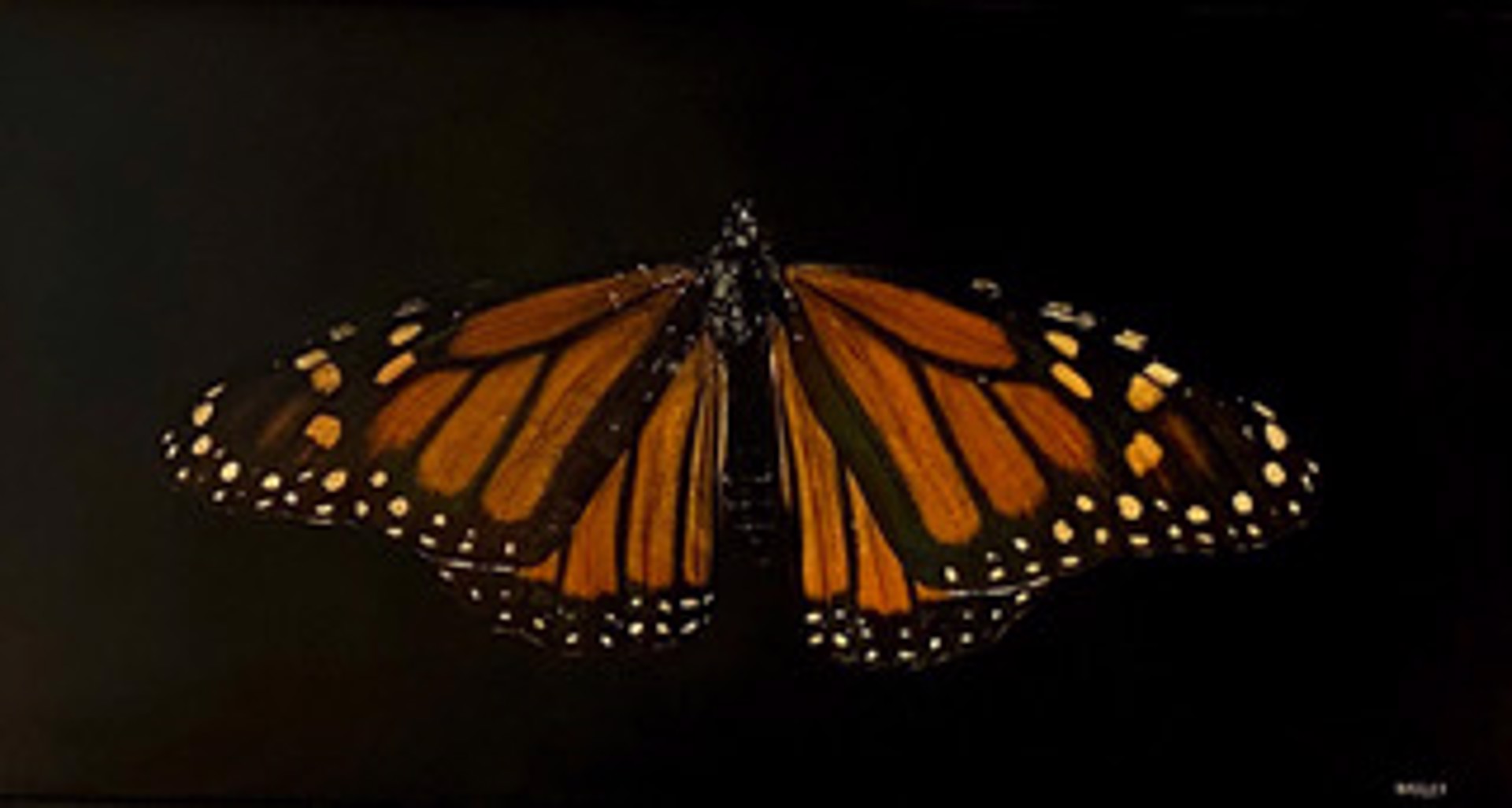 Monarch by Dawne Raulet