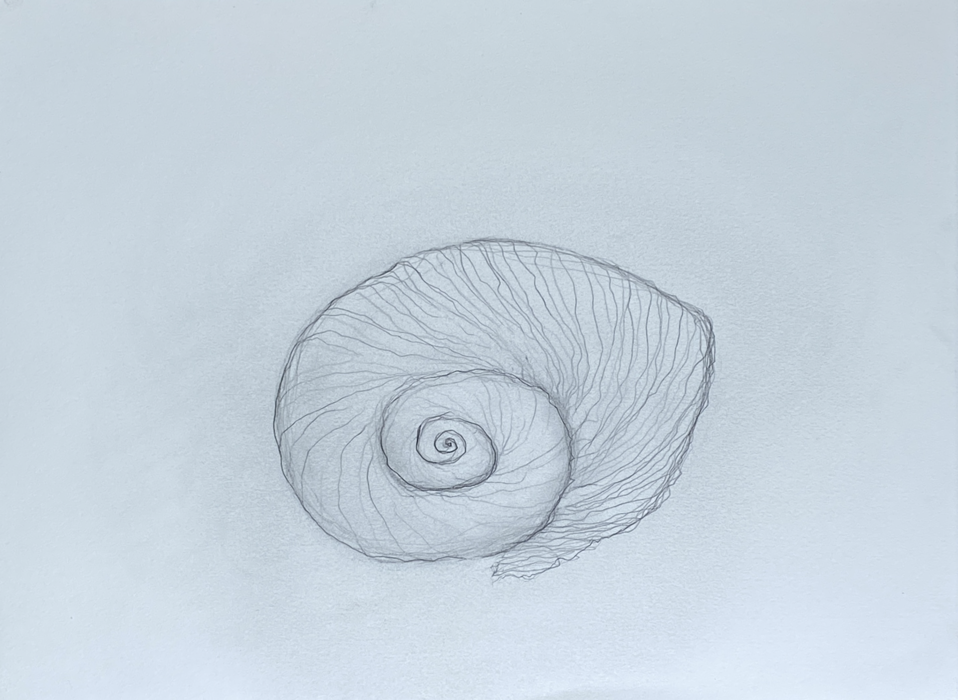 Drawing 4/100 by Cat Sivertsen