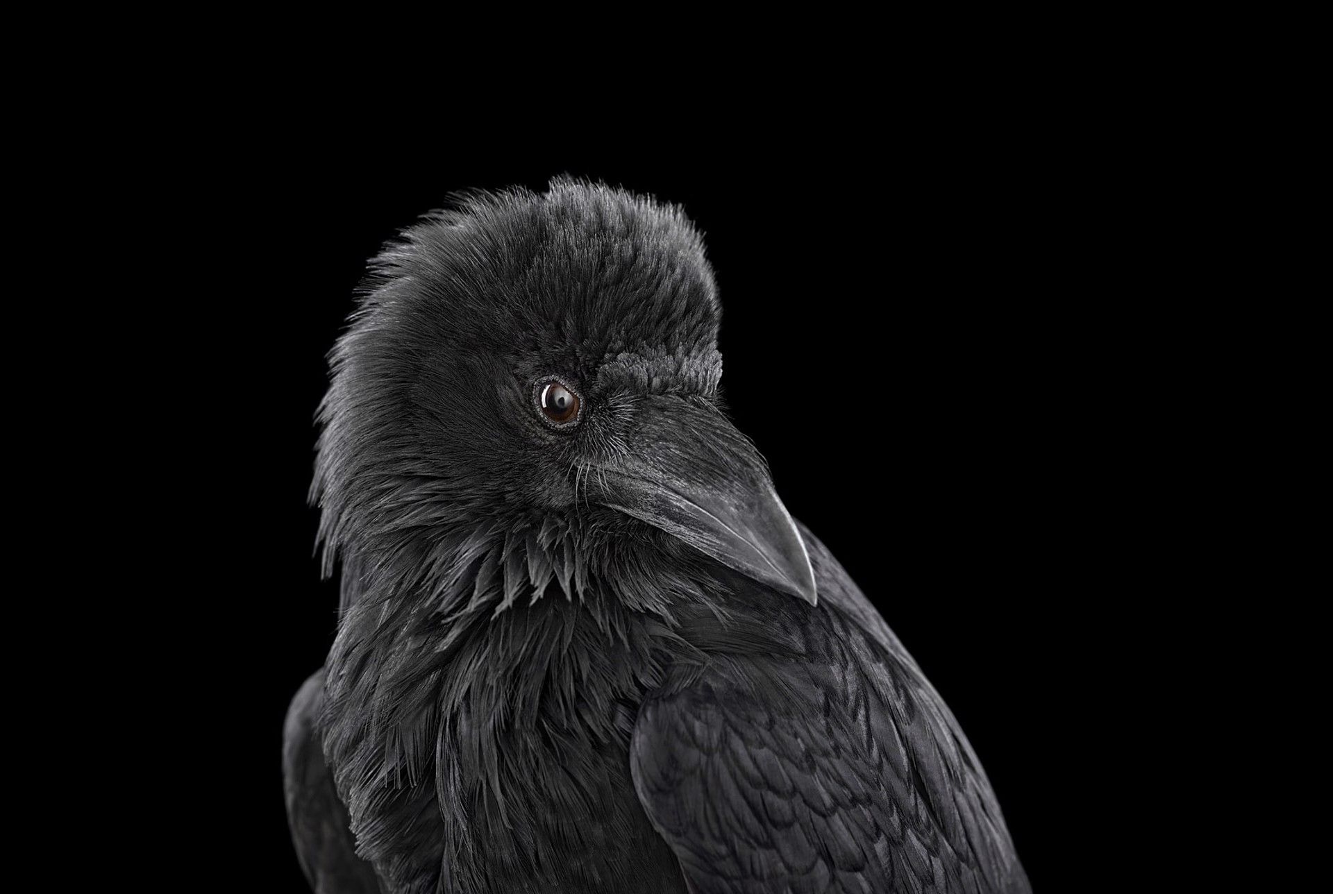Raven #2 by Brad Wilson