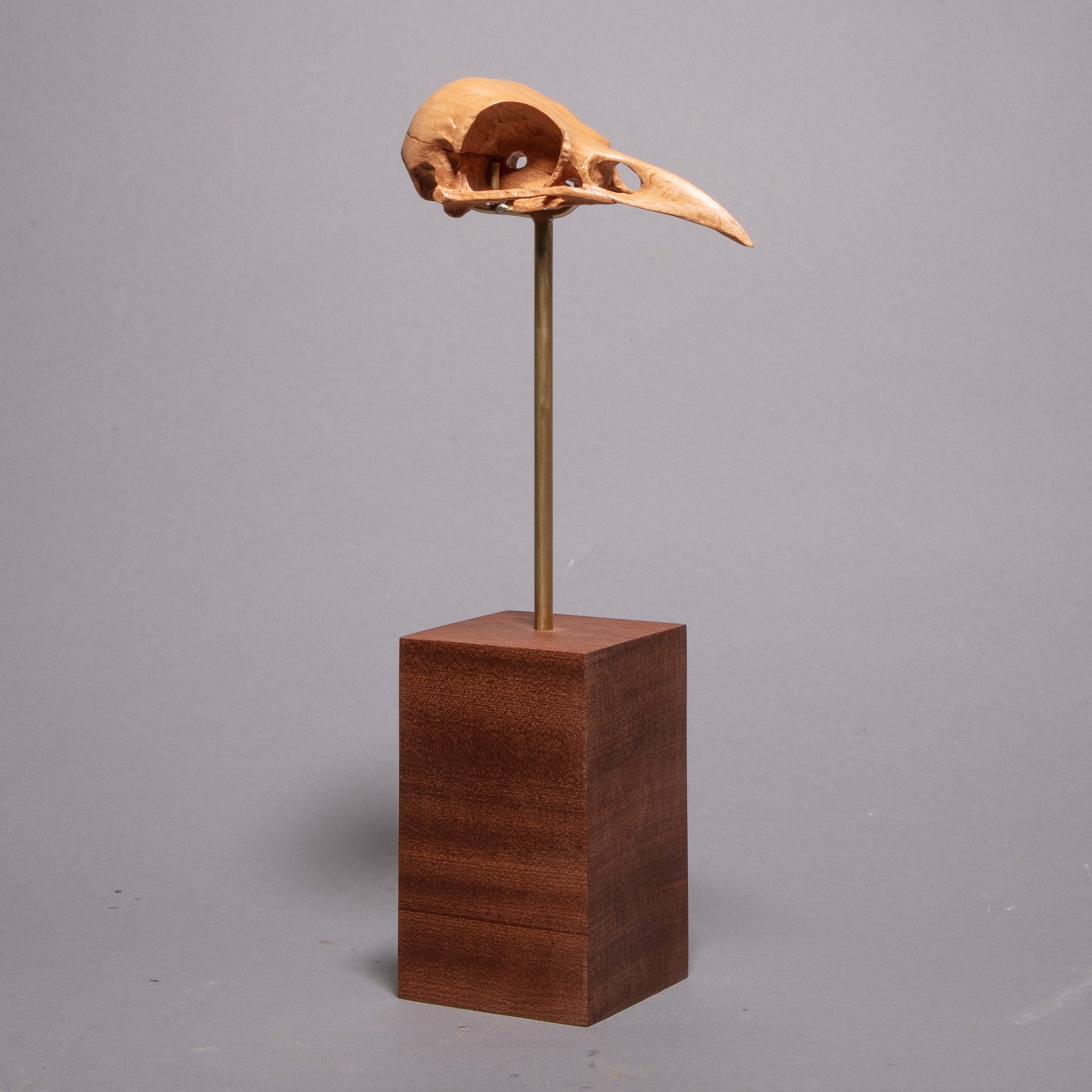 Specimen #1 - American Crow Skull in European Beech by Dana Younger
