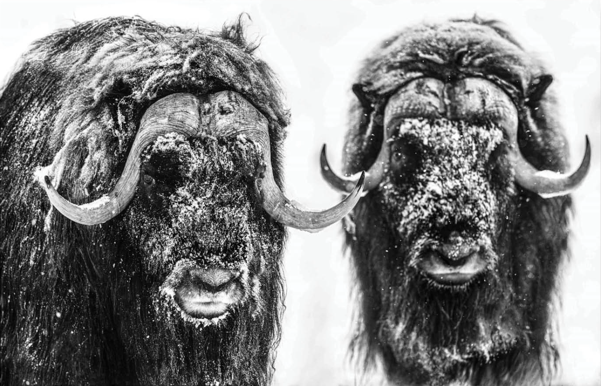 Hell's Kitchen by David Yarrow