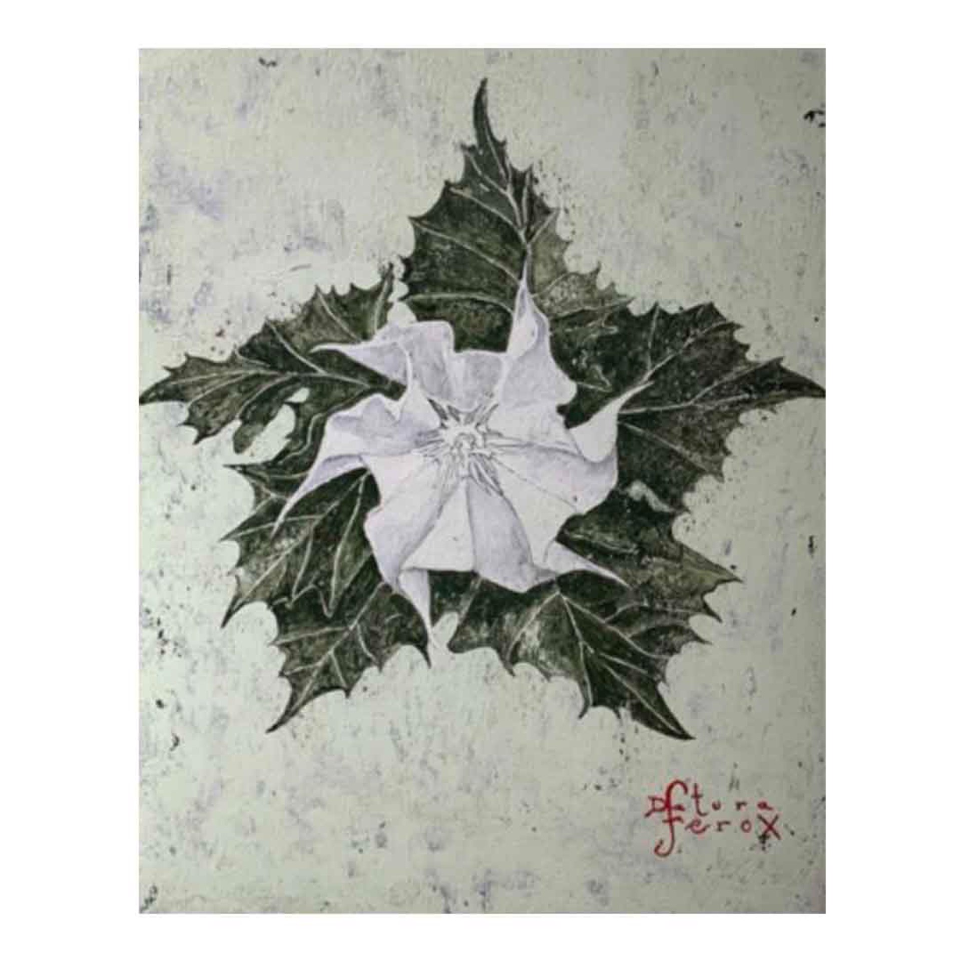 Datura Ferox by Dominique Rousserie by St Barth Artwork