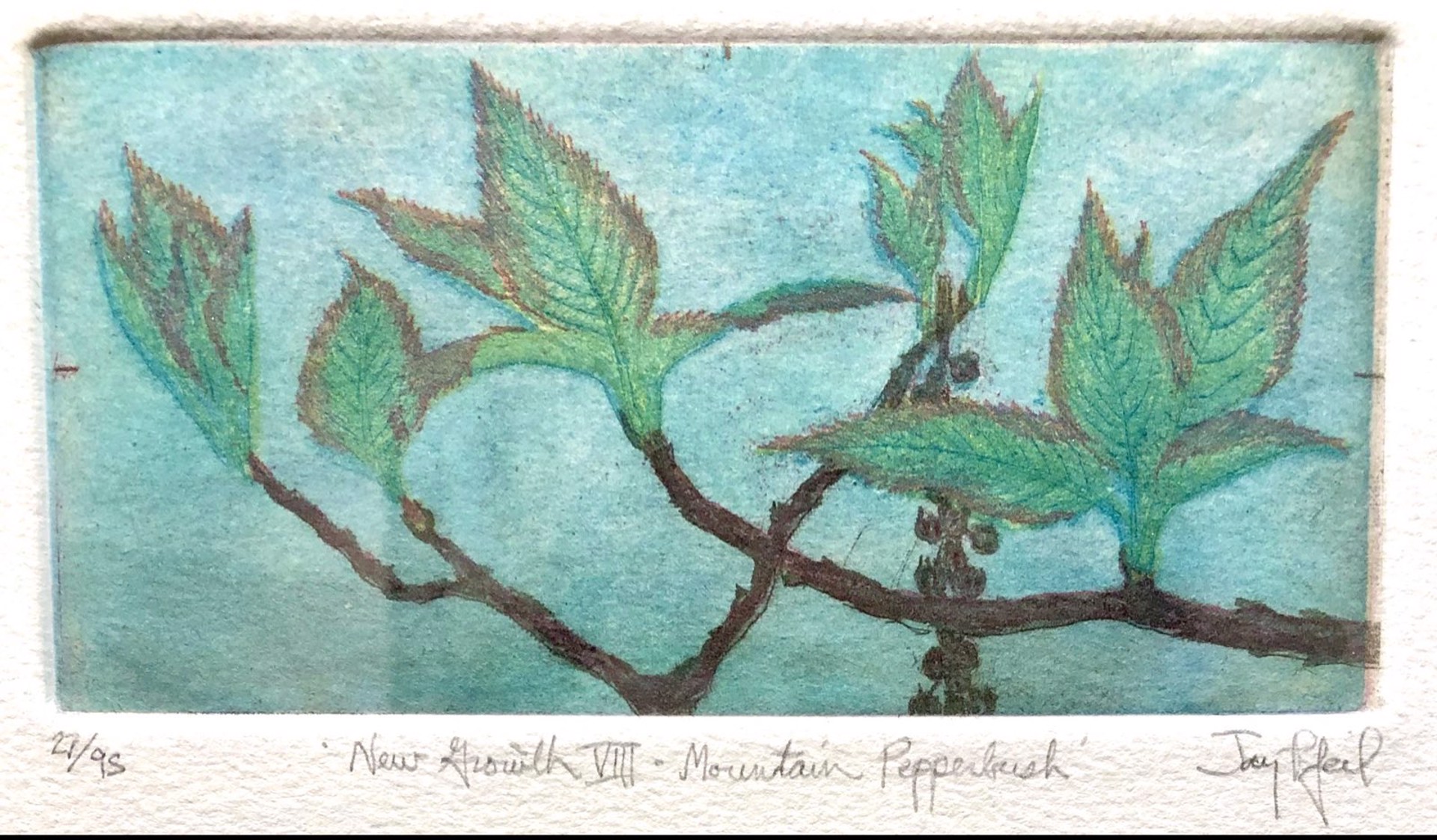 Mountain Pepper Bush by Jay Pfeil