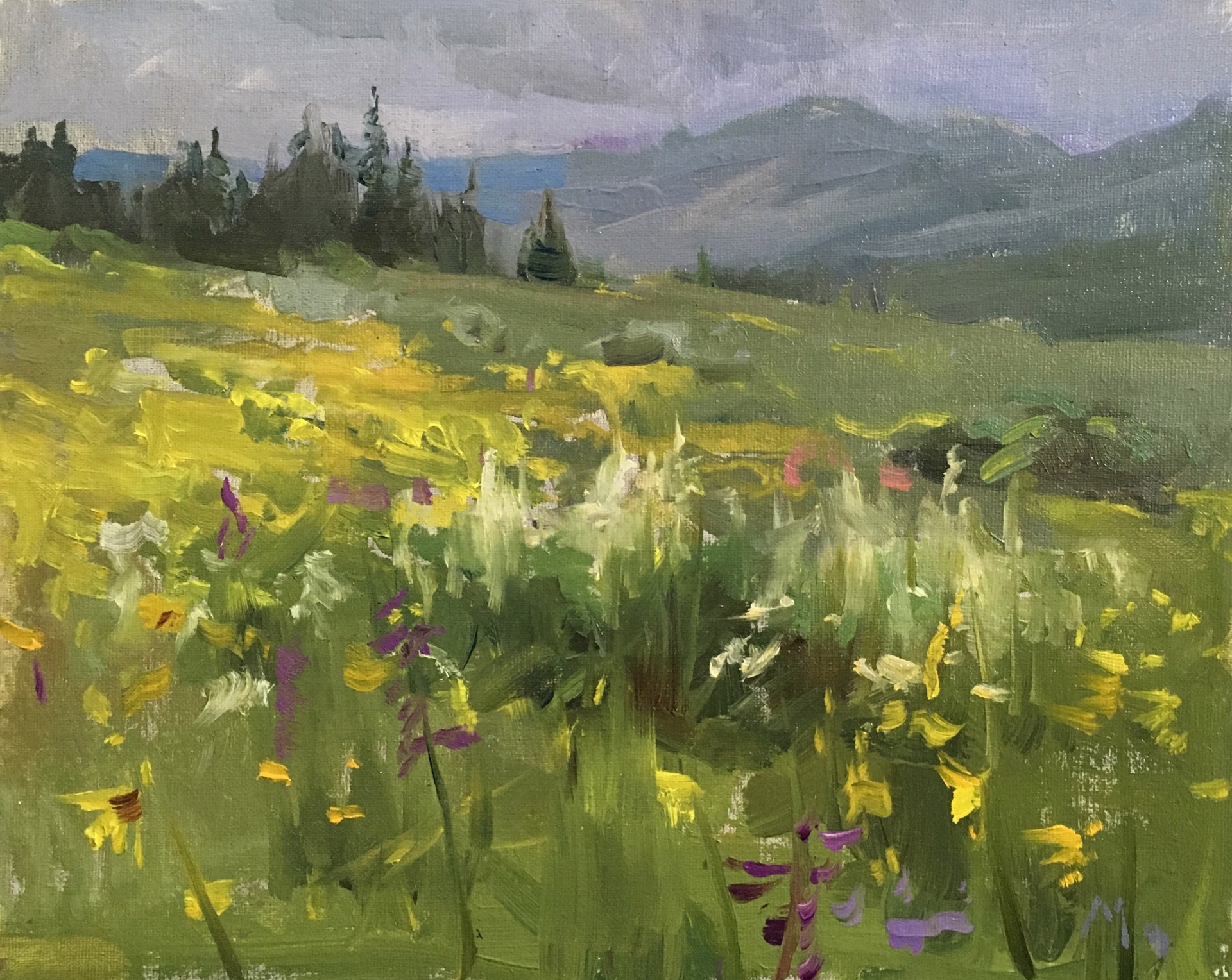 Crested Butte Wildflowers by Kyle Ma