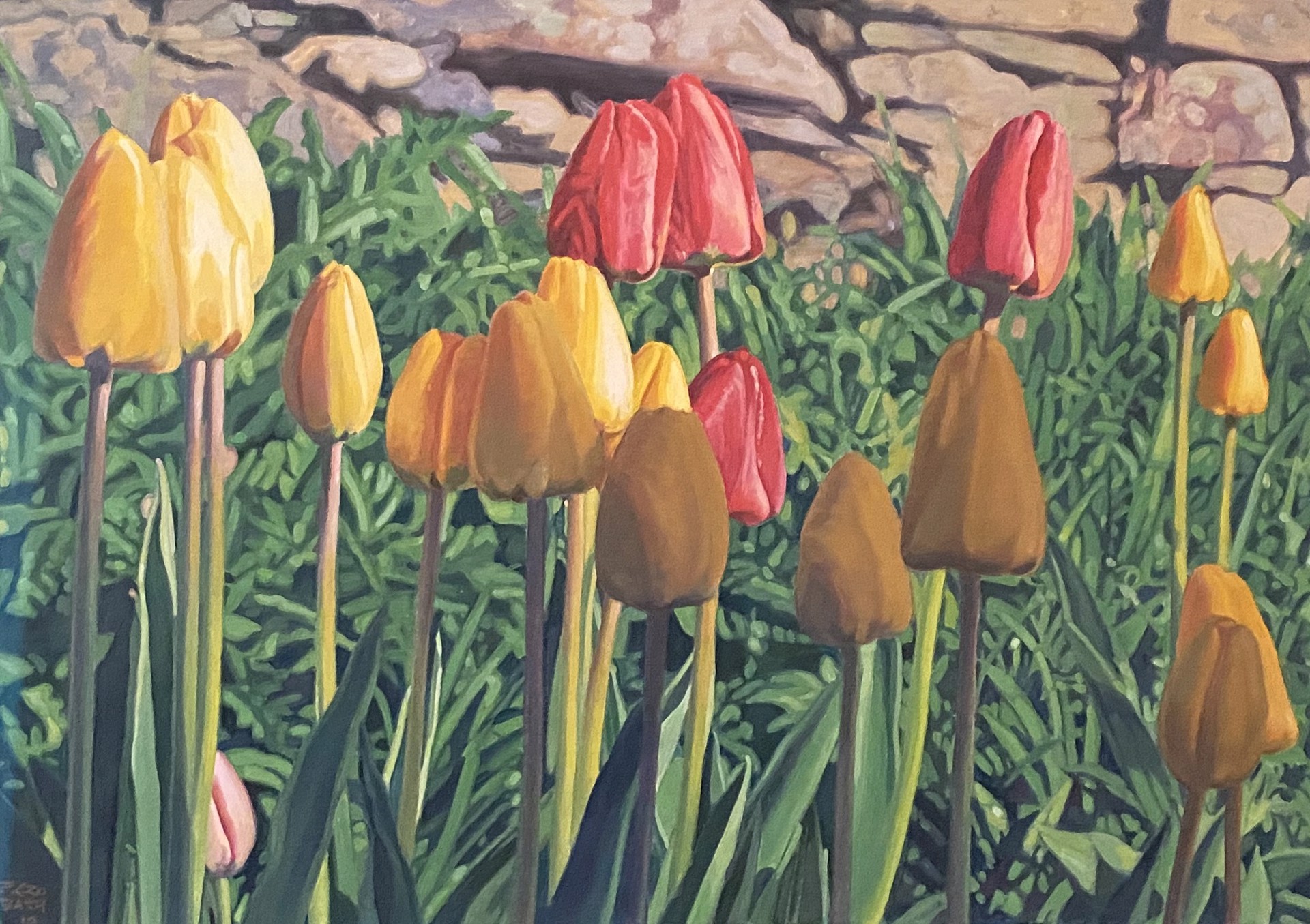 Tulips I by Peter Krobath