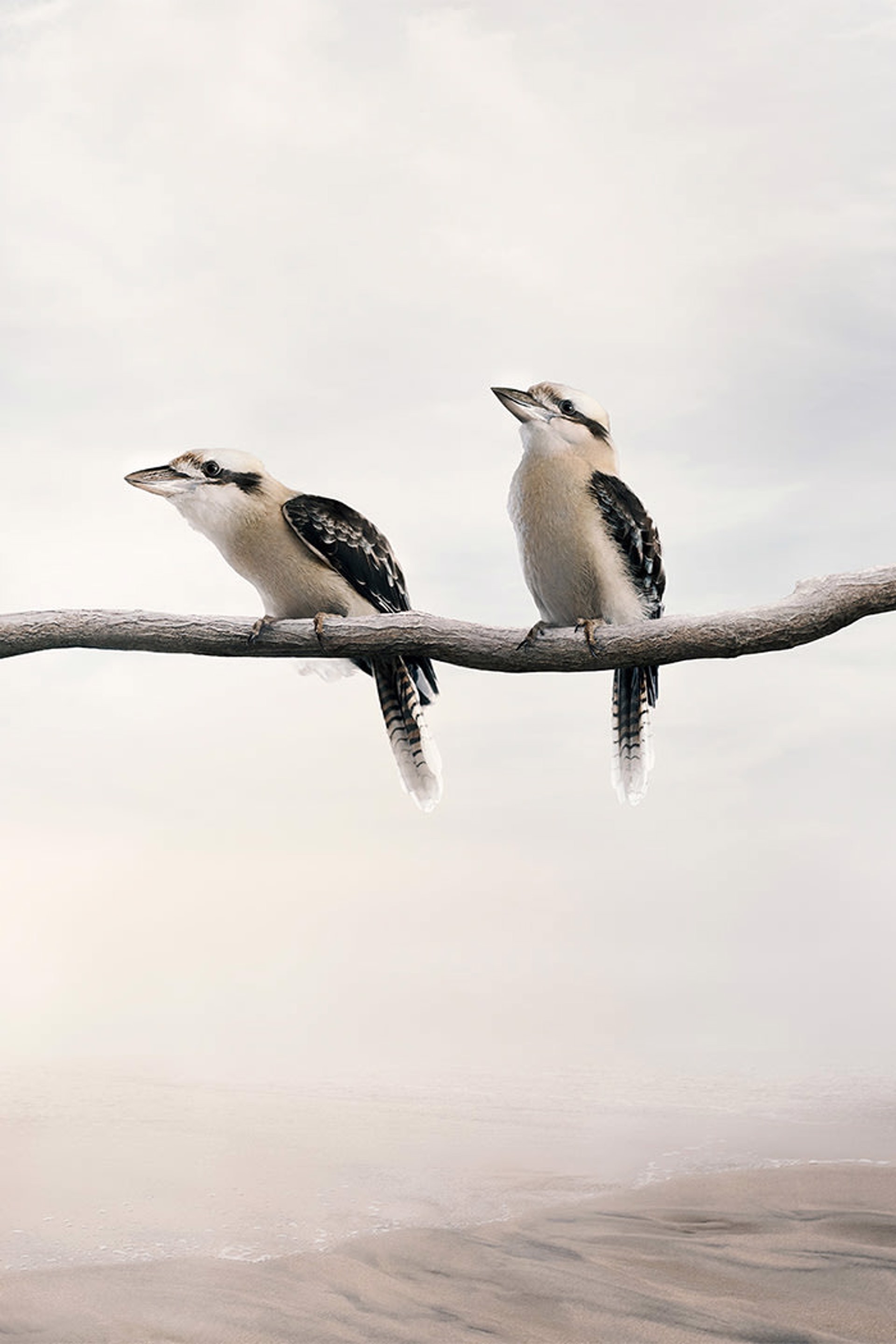 Carry On Kookaburra by Alice Zilberberg