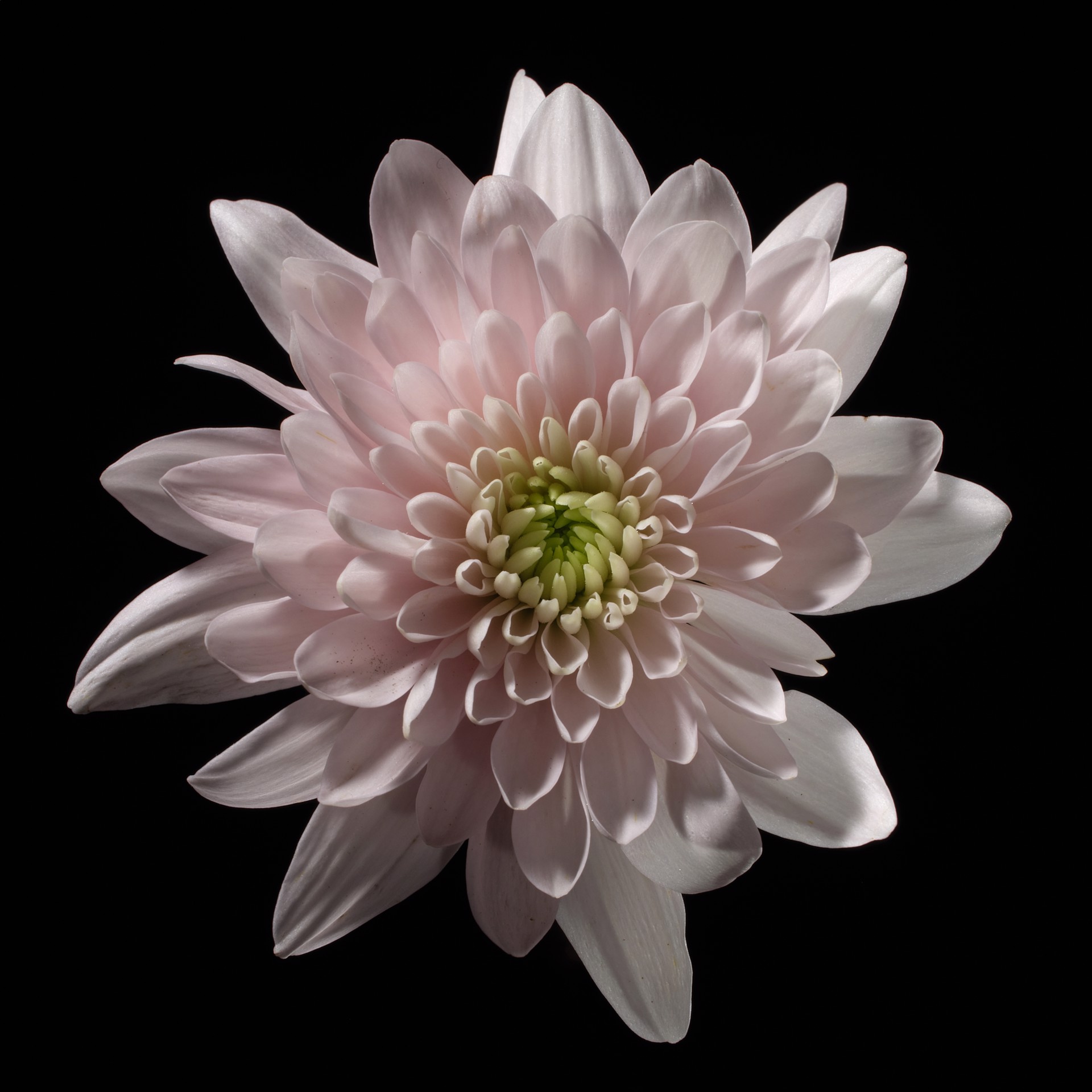 Chrysanthemum by Oliver Bernardi - FLORA | META