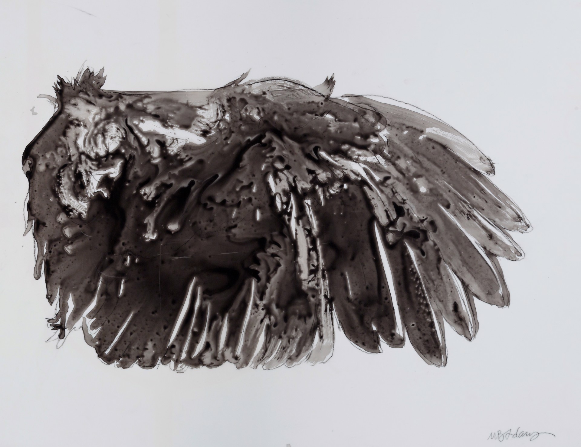 Crow's Wing by Mark Adams