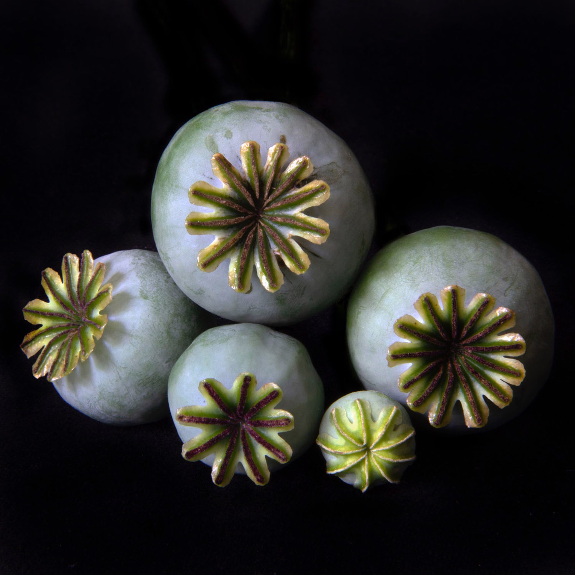 Poppy Pods, 7382 by Molly Wood