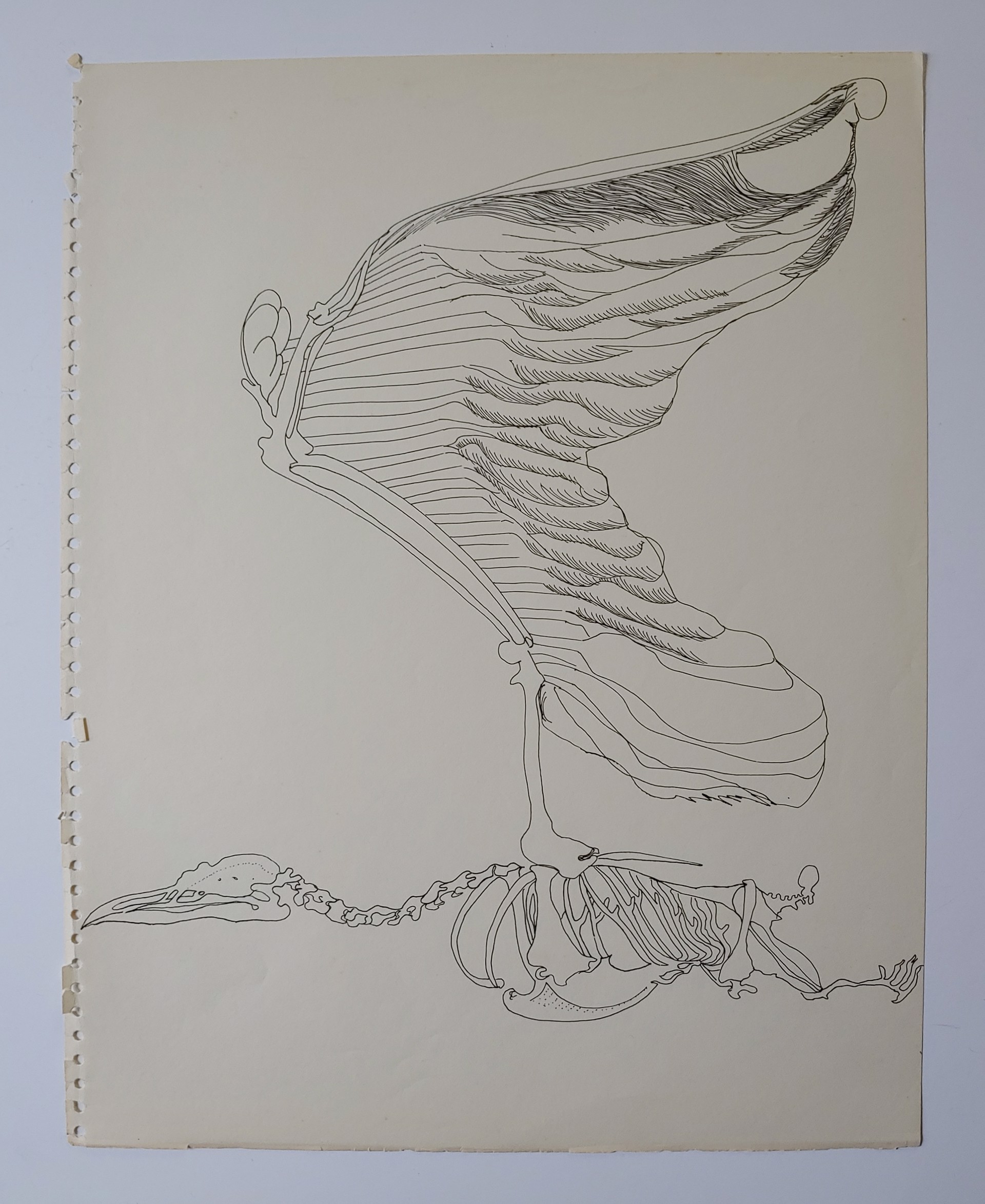 Bird Skeleton Drawing by David Amdur
