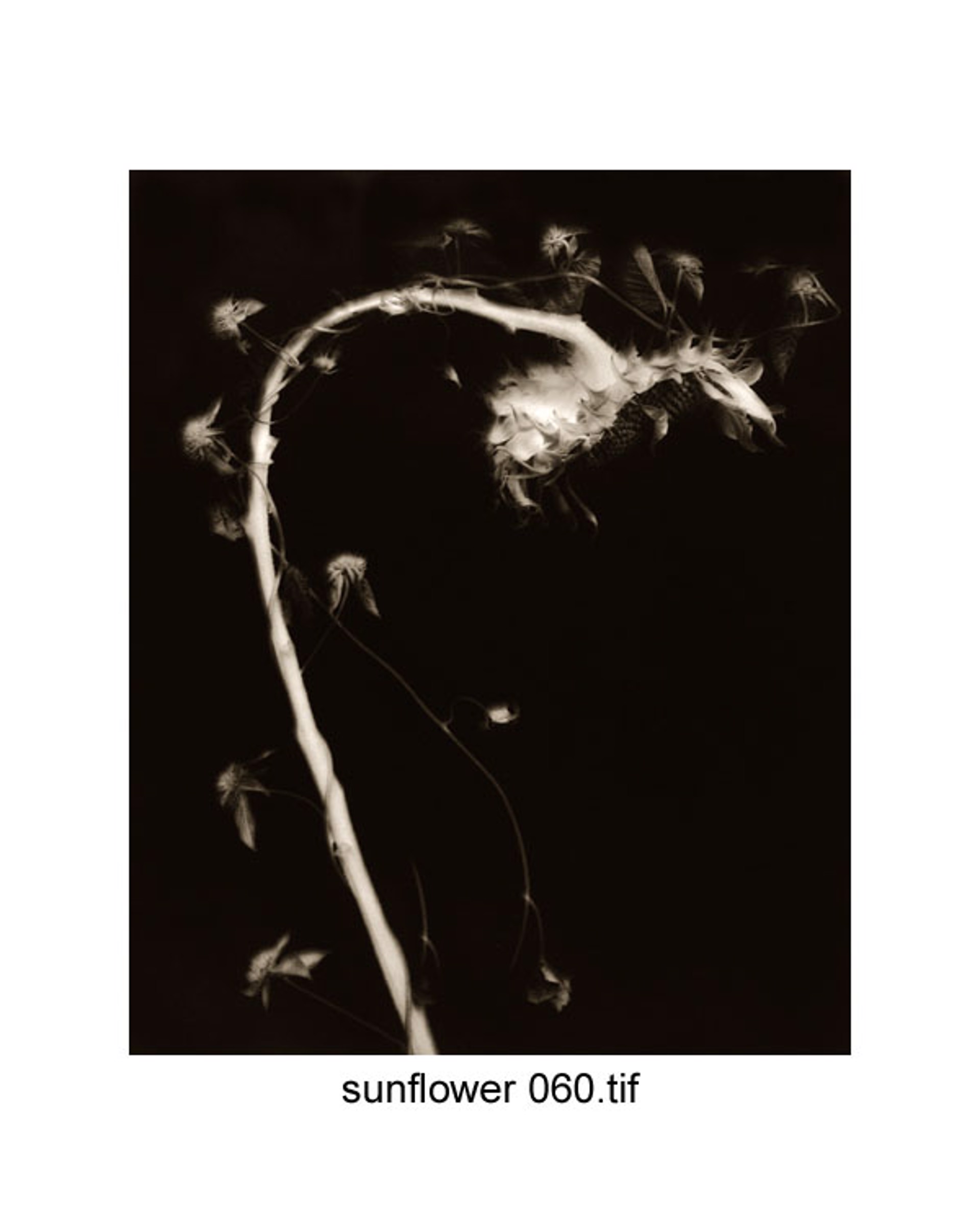 Sunflower #60 (2/21) by Frank Hunter