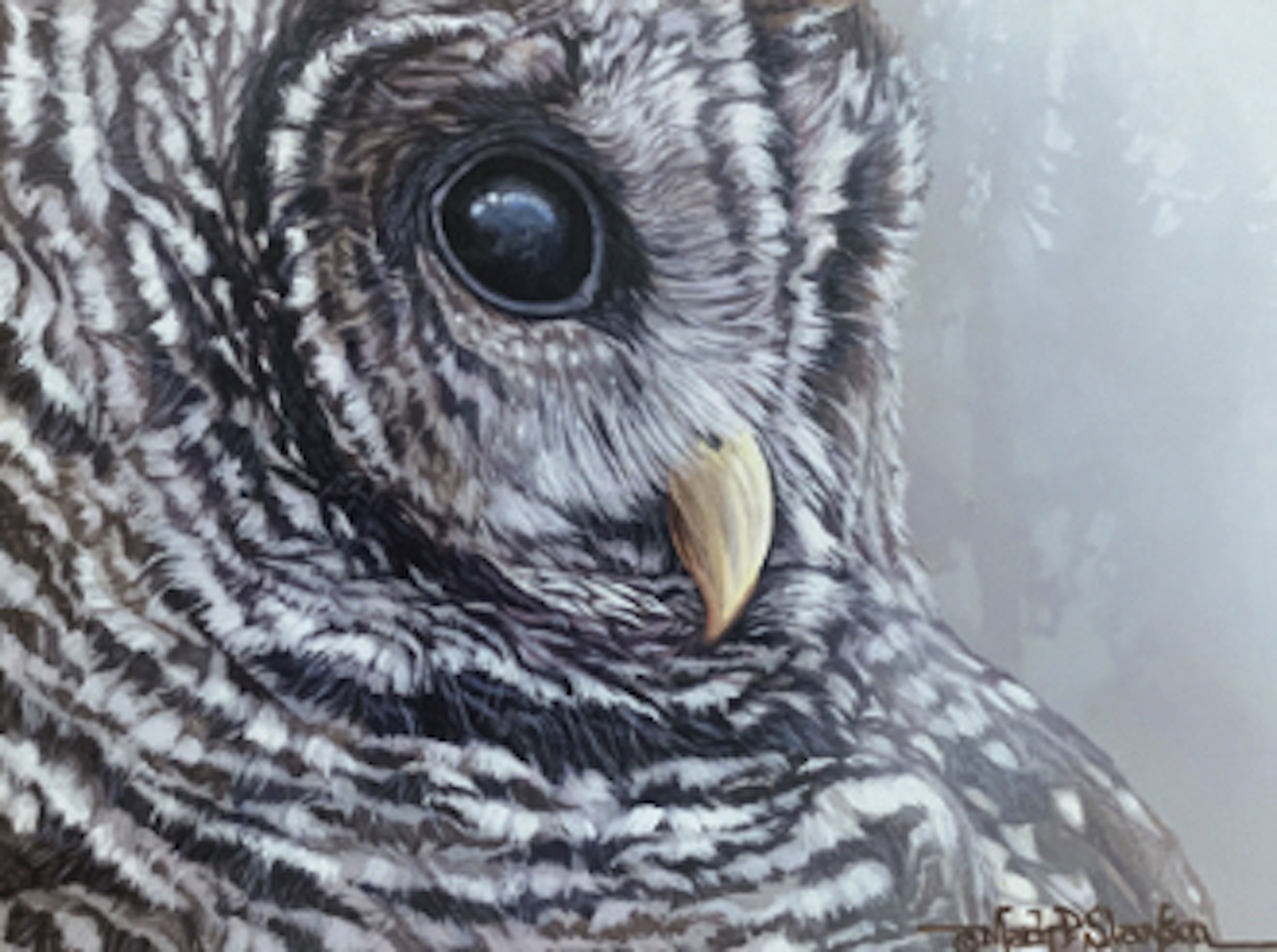 Barred Owl Portrait by Mark Slawson