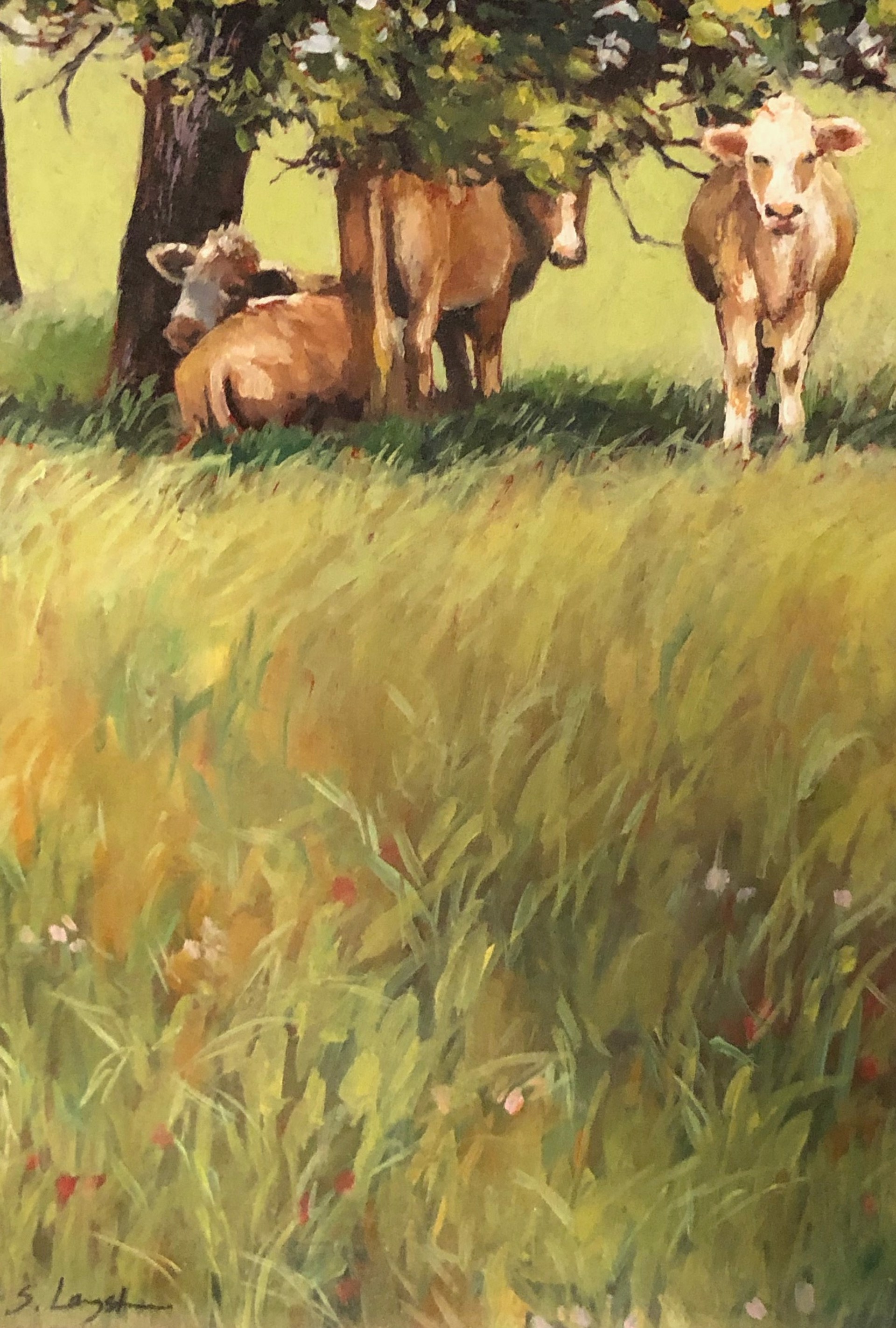 Cows Under Shady Trees by Sandra Langston