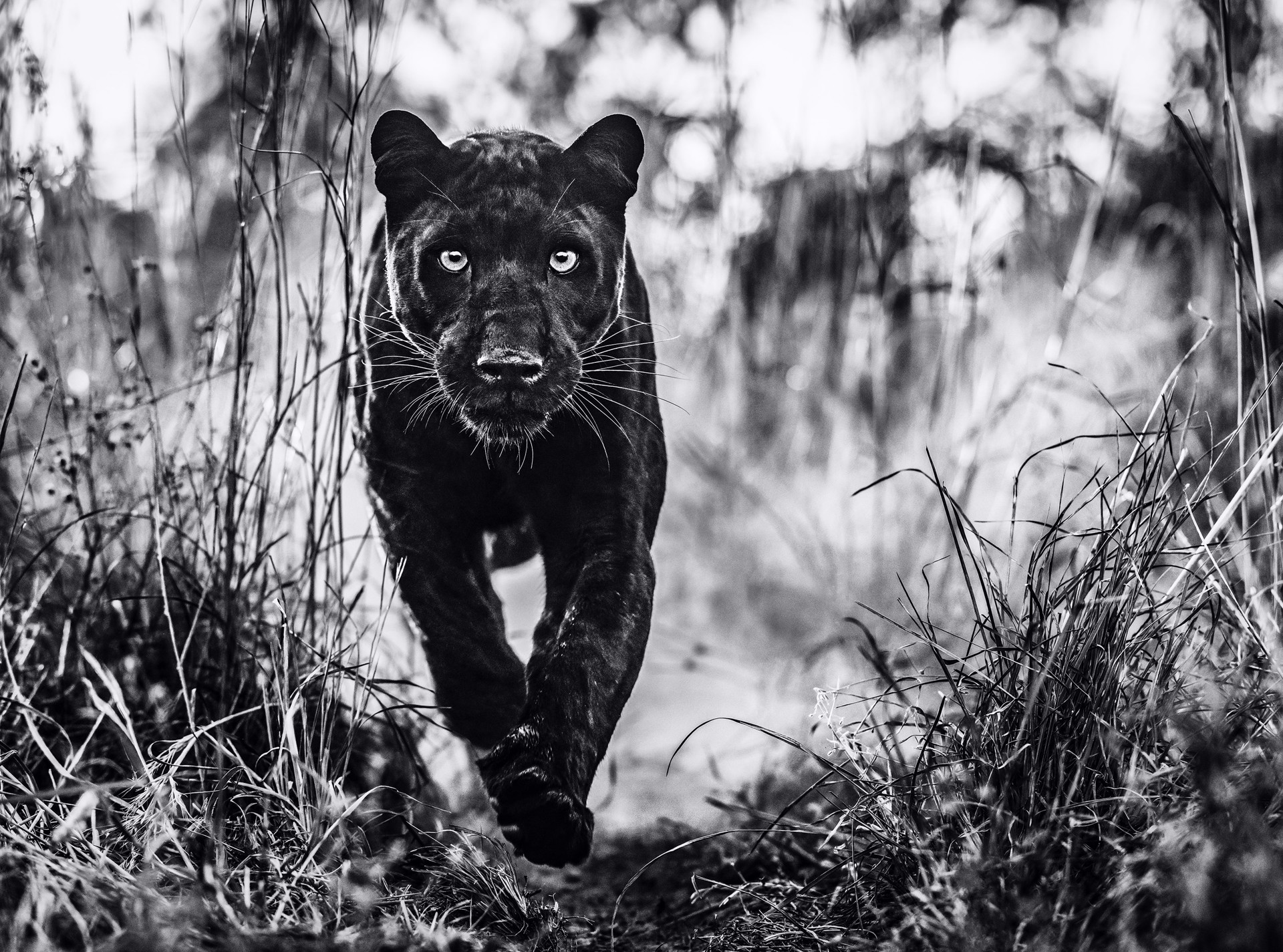 The Black Panther Returns by David Yarrow