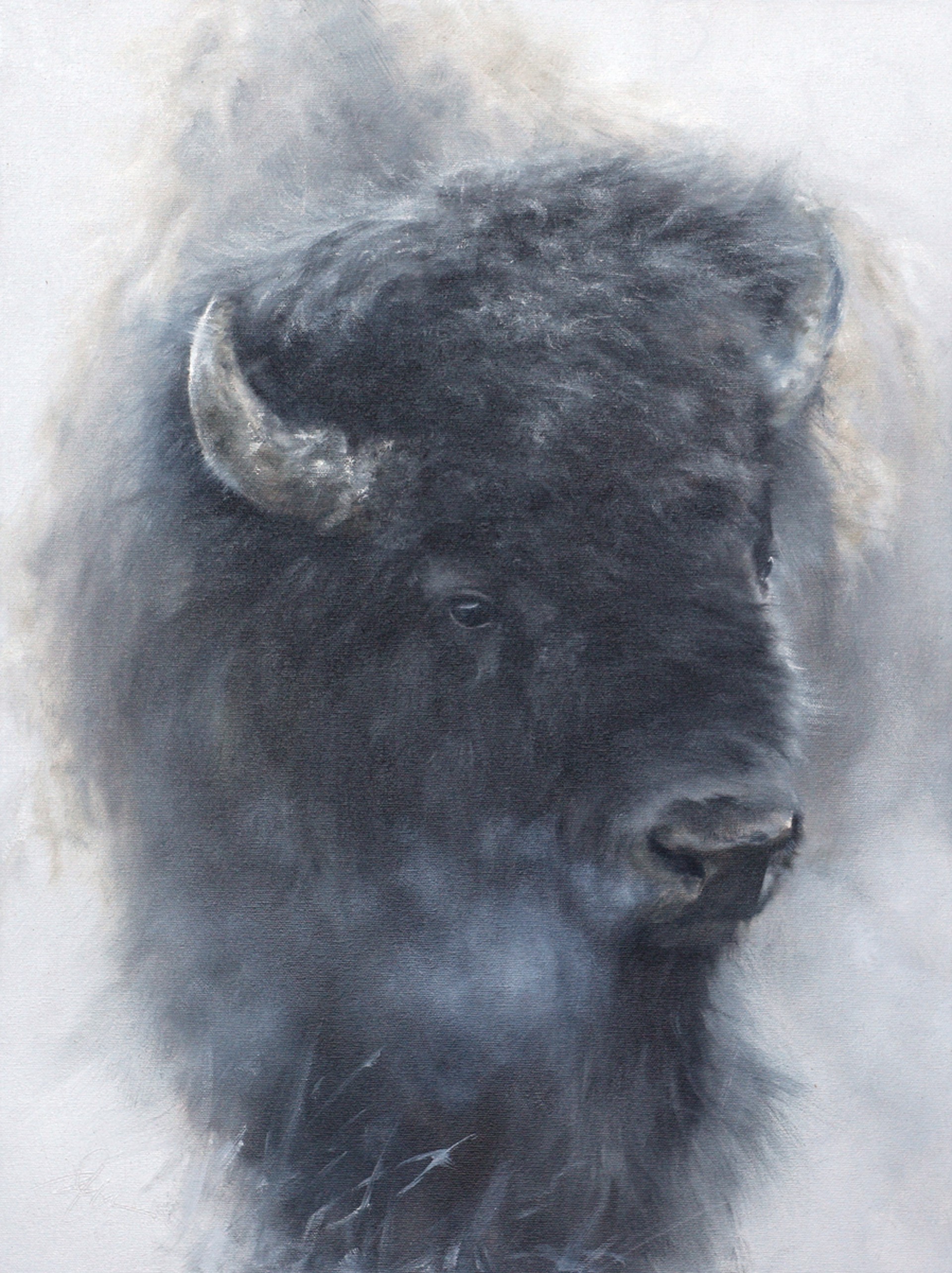 Bison In A Winter Landscape Black And White Close Up Portrait