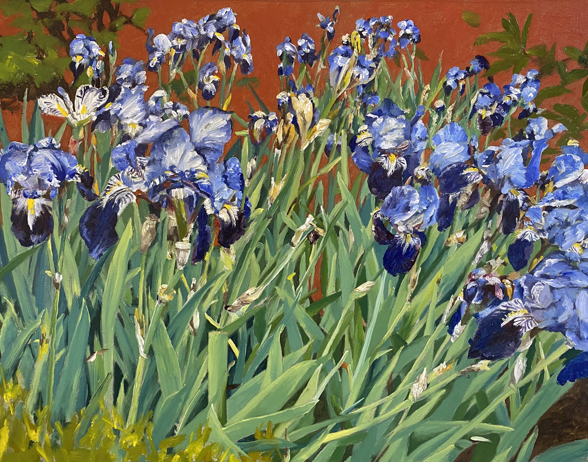Irises  by Malou Flato