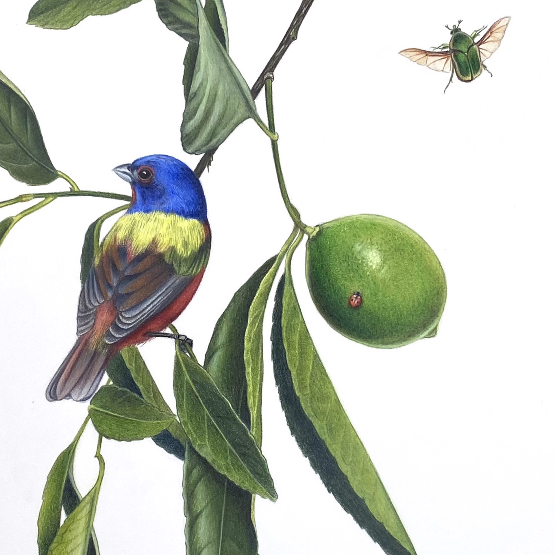 Lime Branch with Painted Bunting, Zebra Longwings, Pipevine, June Bug & Ladybeetle by Hannah Hanlon