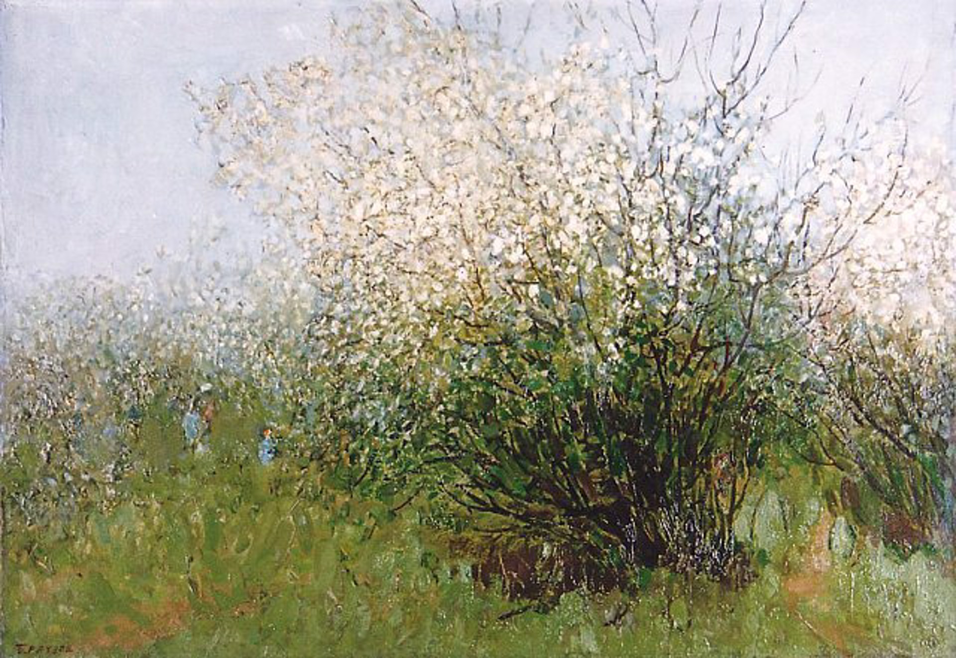 Blooming Willow by Boris Ryauzov