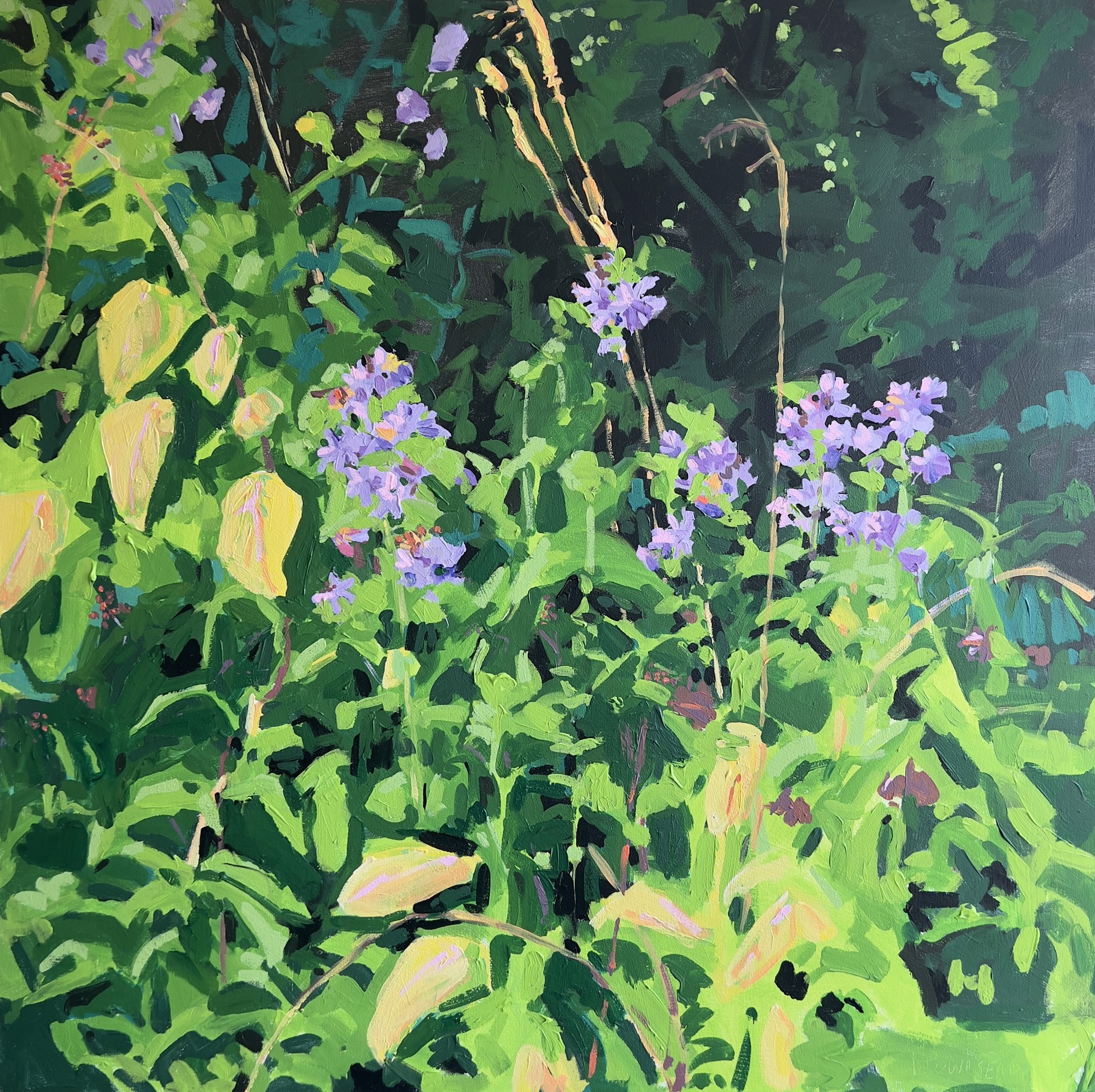 Soapwort by Krista Townsend