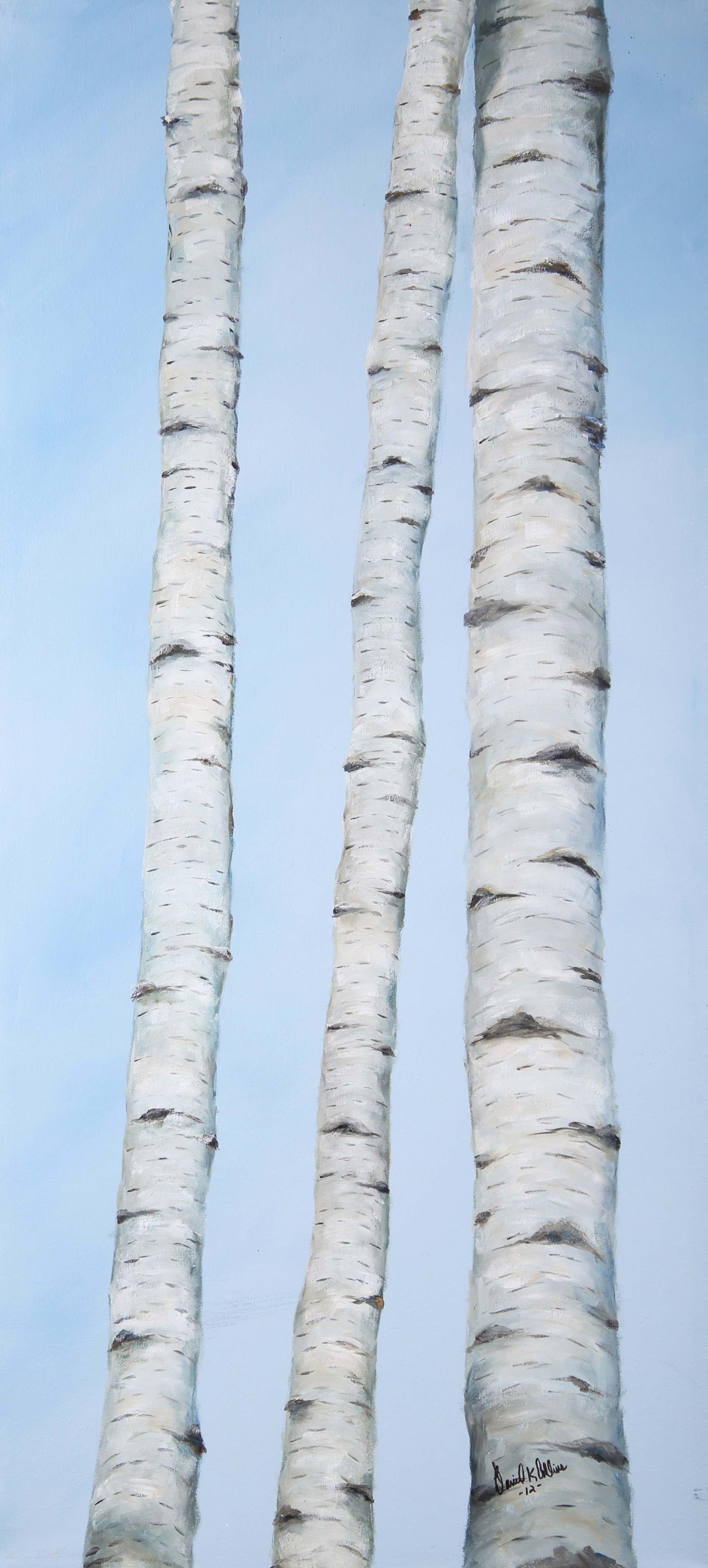 Door County Birches by Dan Collins