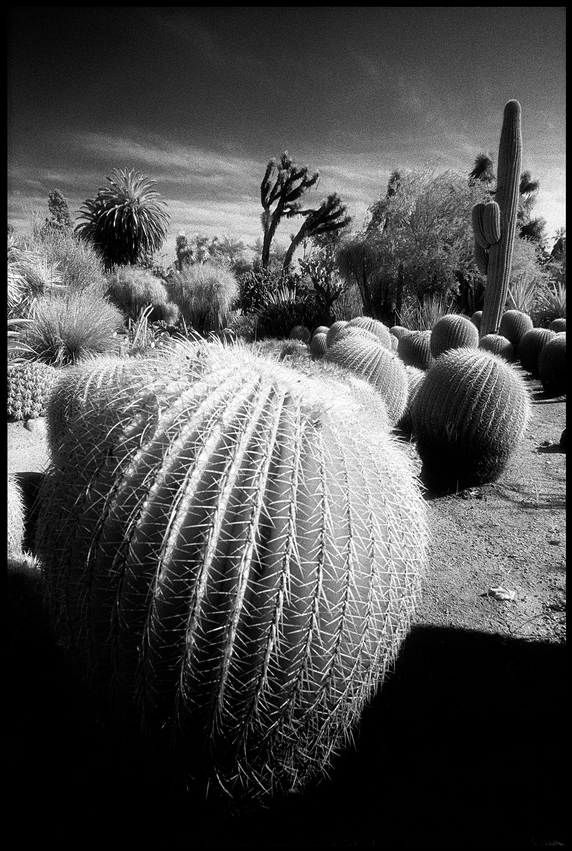 Cactus Garden, Huntington Gardens, San Marino, CA by Edward C. Alfano