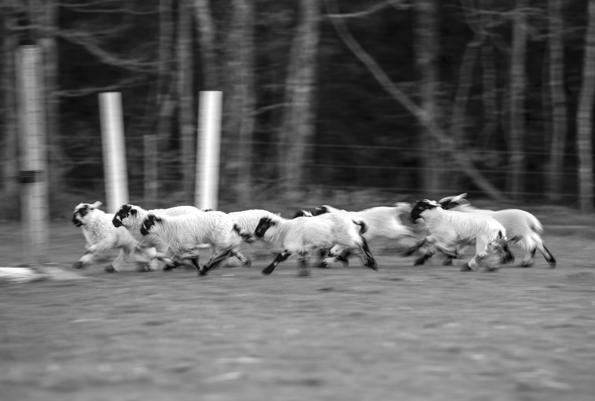 Running Lambs by Nina Fuller
