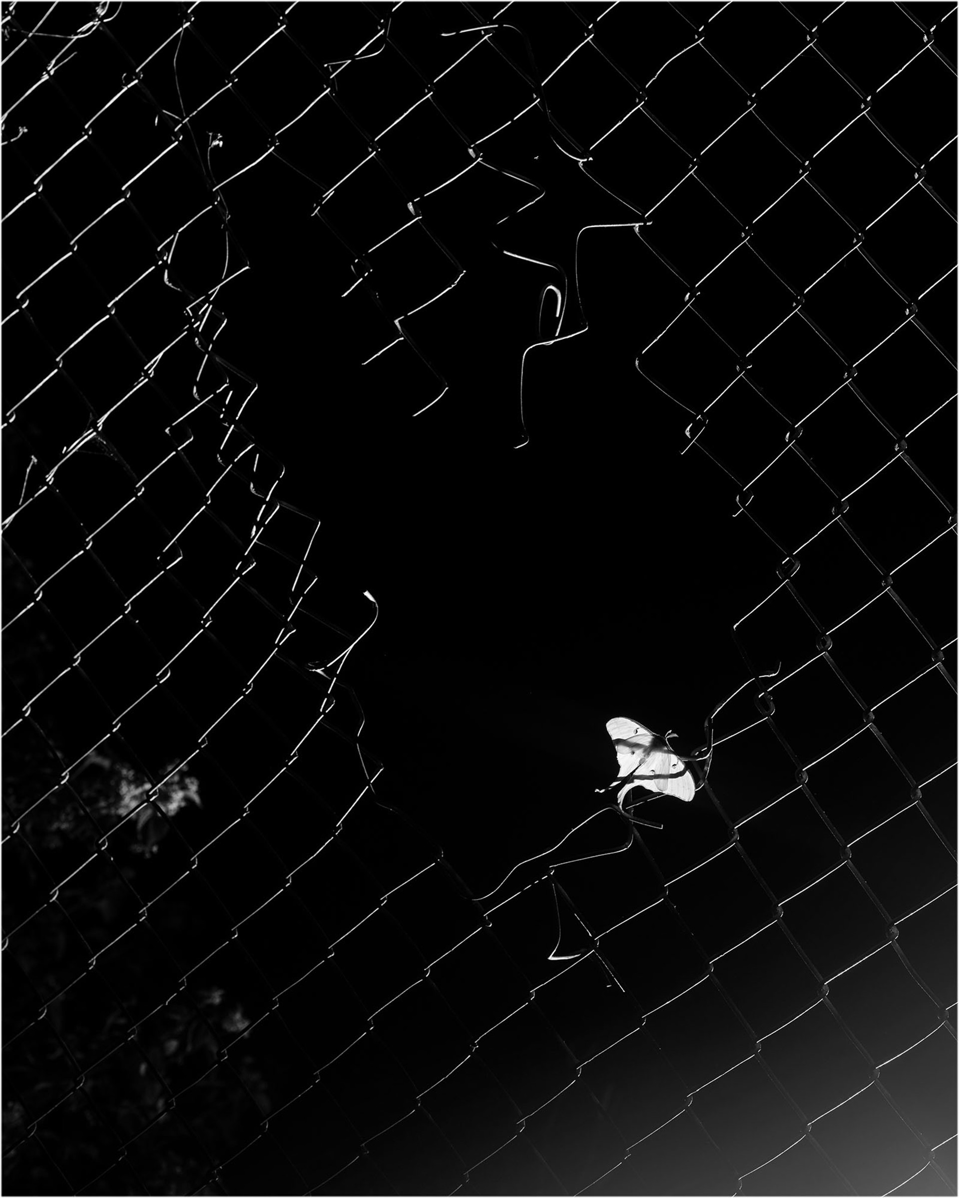 Moth by Eli Durst