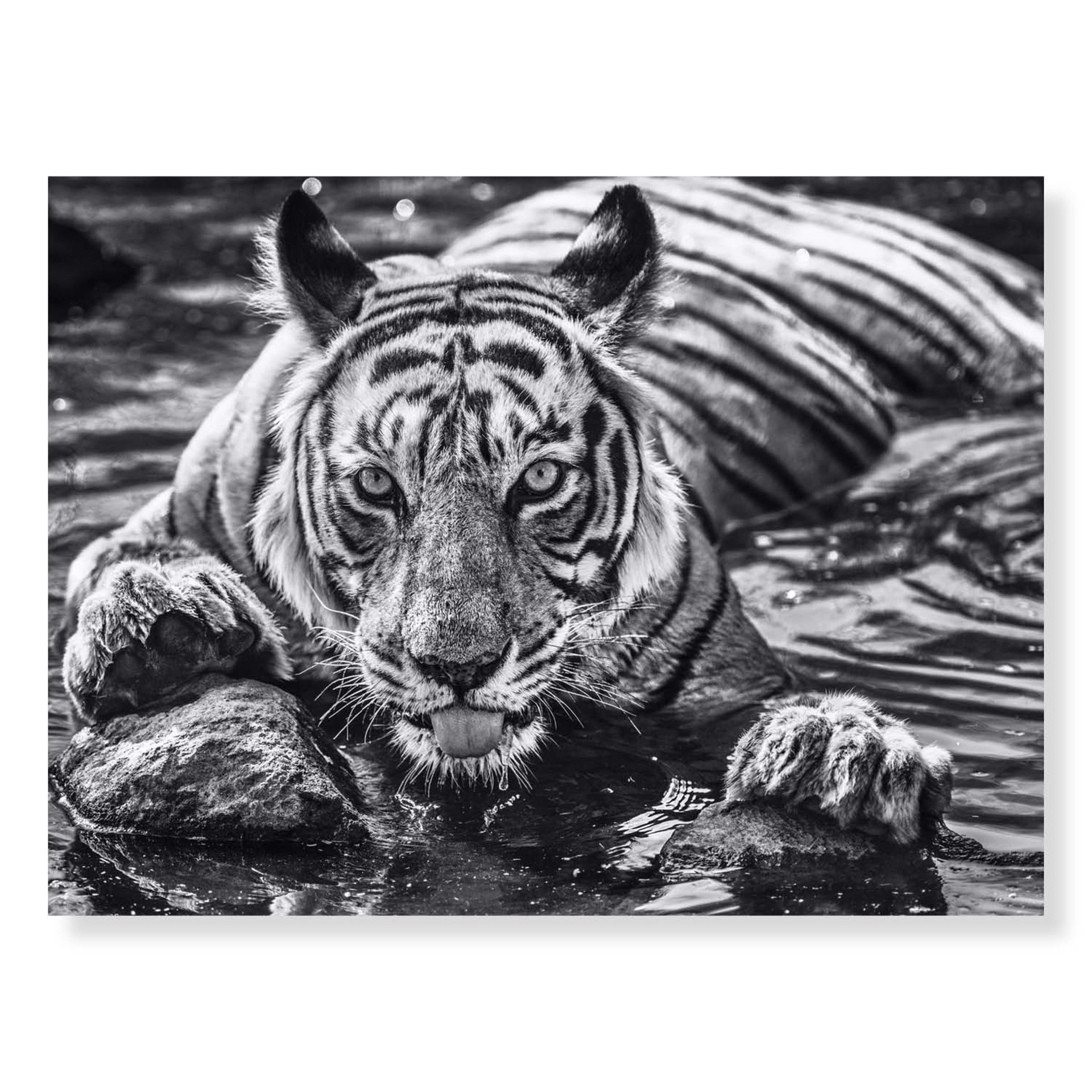 The Queen of Ranthamb Ore by David Yarrow