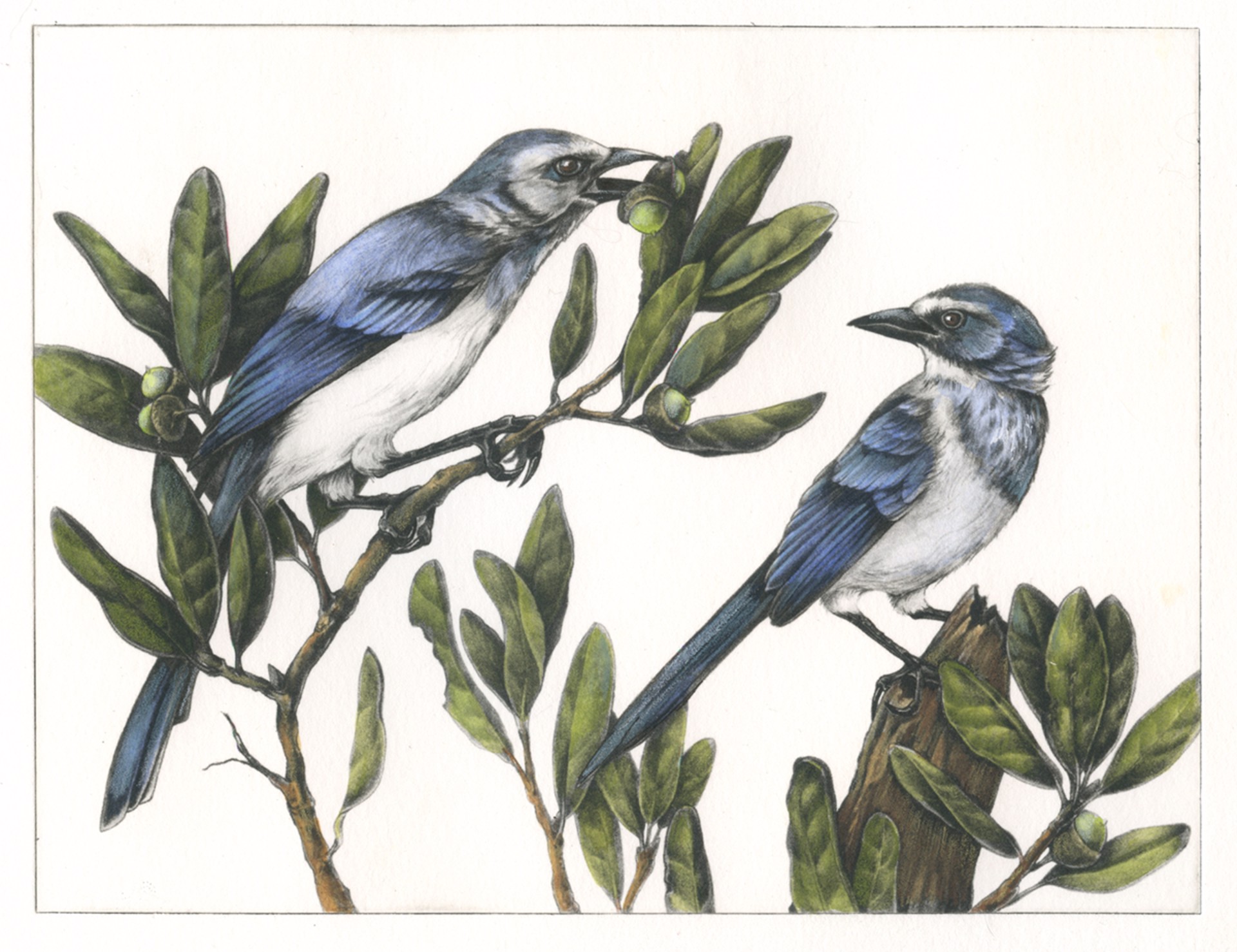 Pass the Acorns Please! Florida Scrub Jay by Mindy Lighthipe