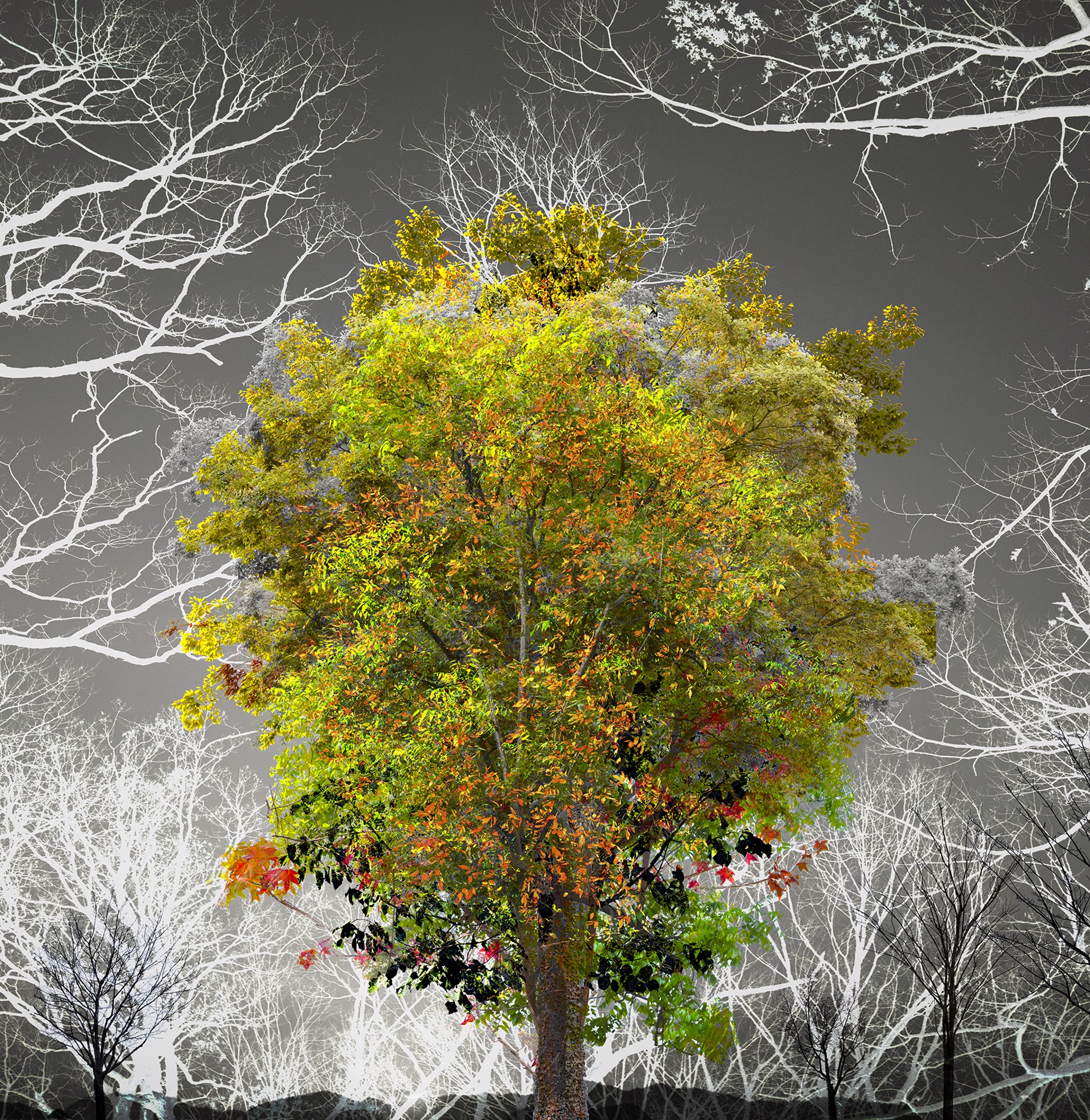 A City Tree_05 by Young Sam Kim