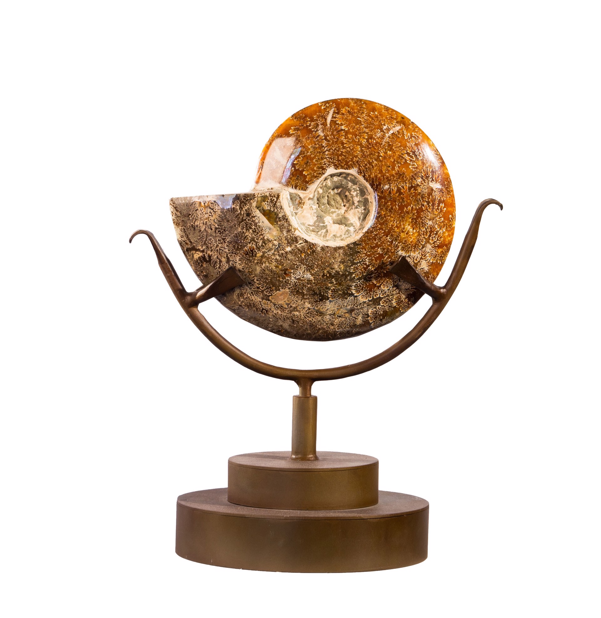 Ammonite on Spinning Stand by Jim Vilona