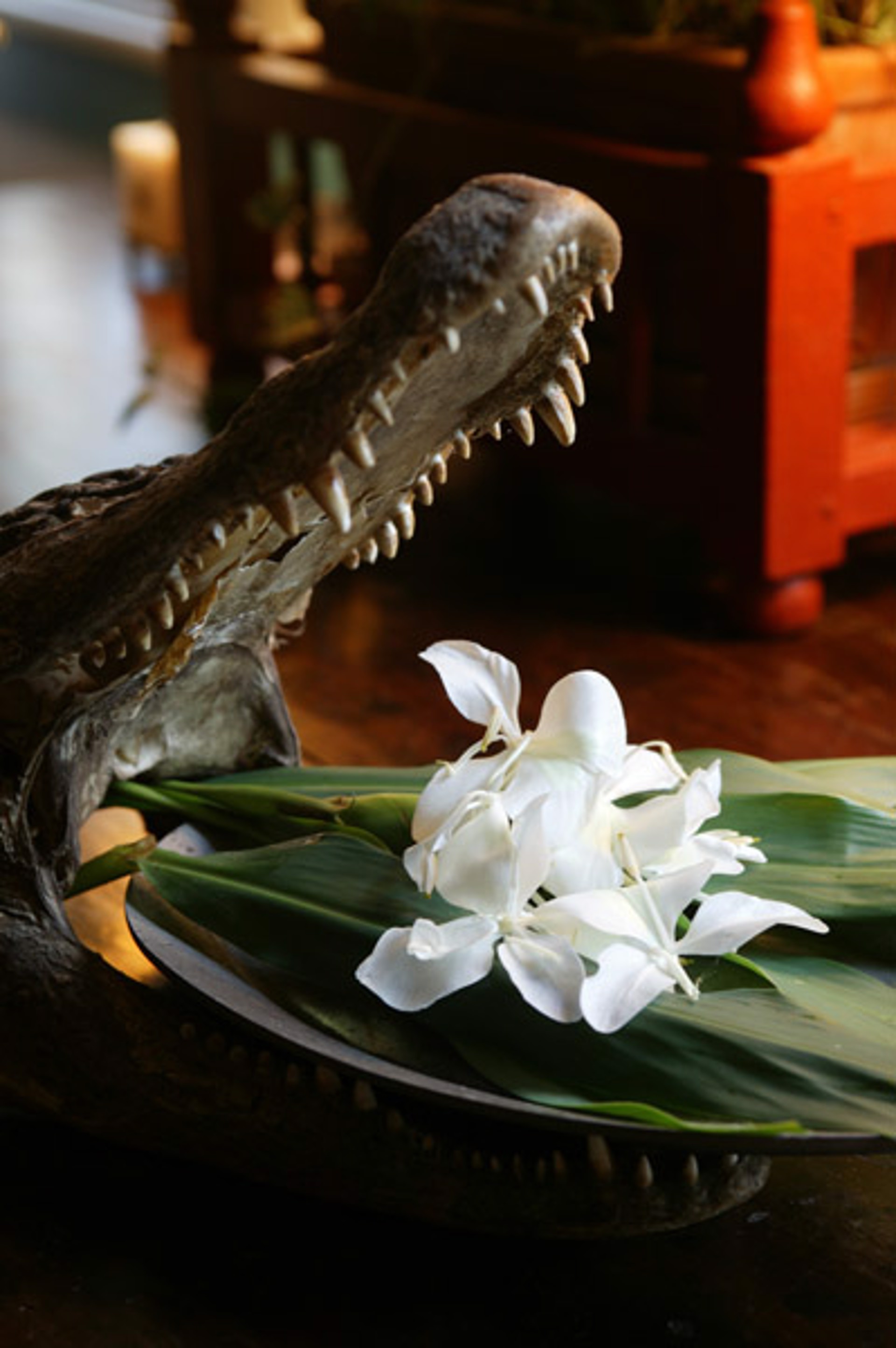 Gator Mouth and Magnolia (unframed) by Philip Gould
