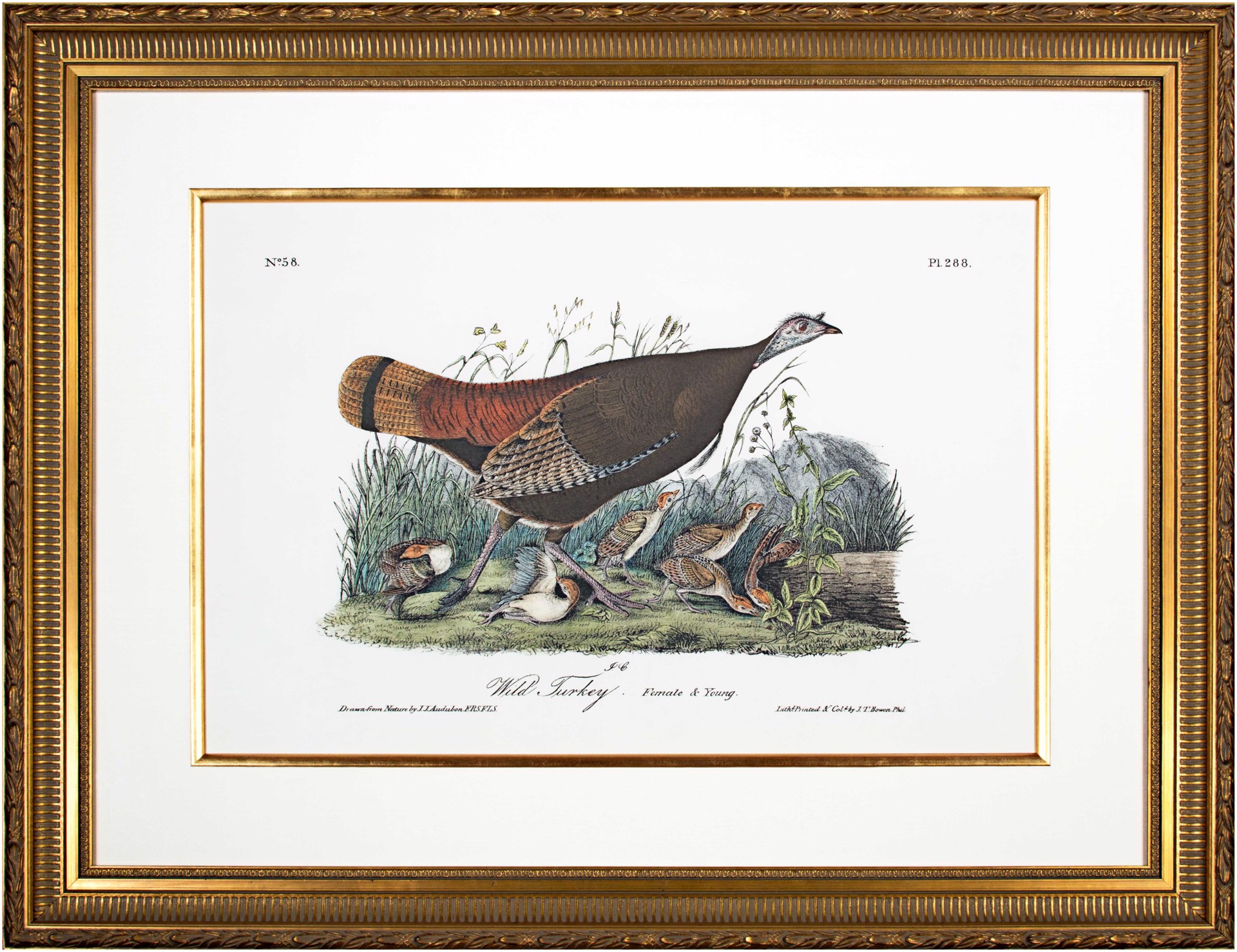 Wild Turkey - Female & Young No. 58 Pl. 288 by John James Audubon