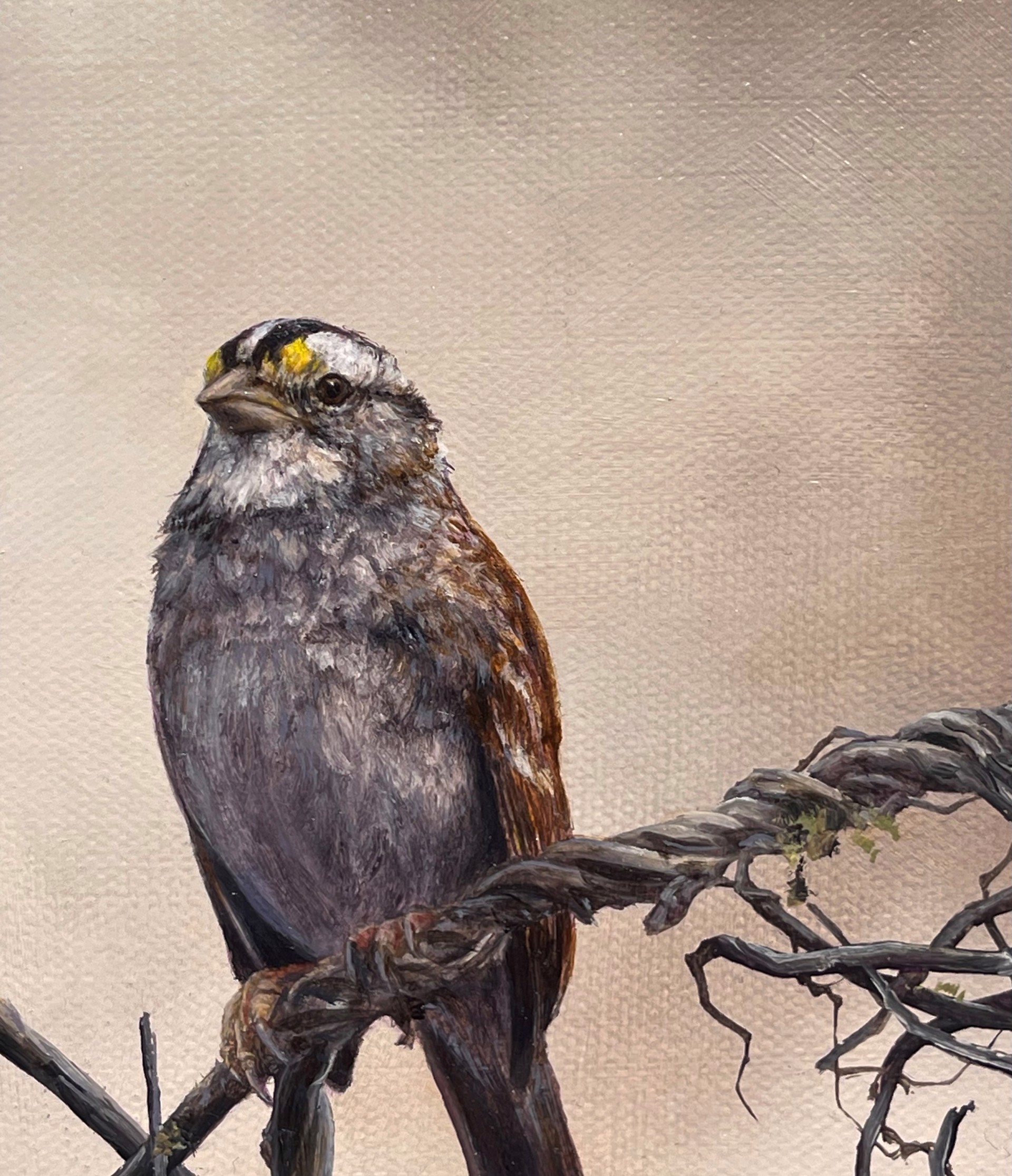 White Throated Sparrow by Brian Mashburn
